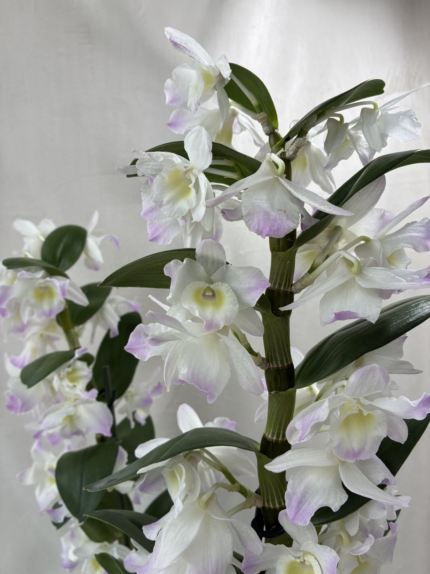 Orhidee Dendrobium Albă Premium cu 2 Tije – Eleganță Naturală pentru Orice Ocazie - imagine 2