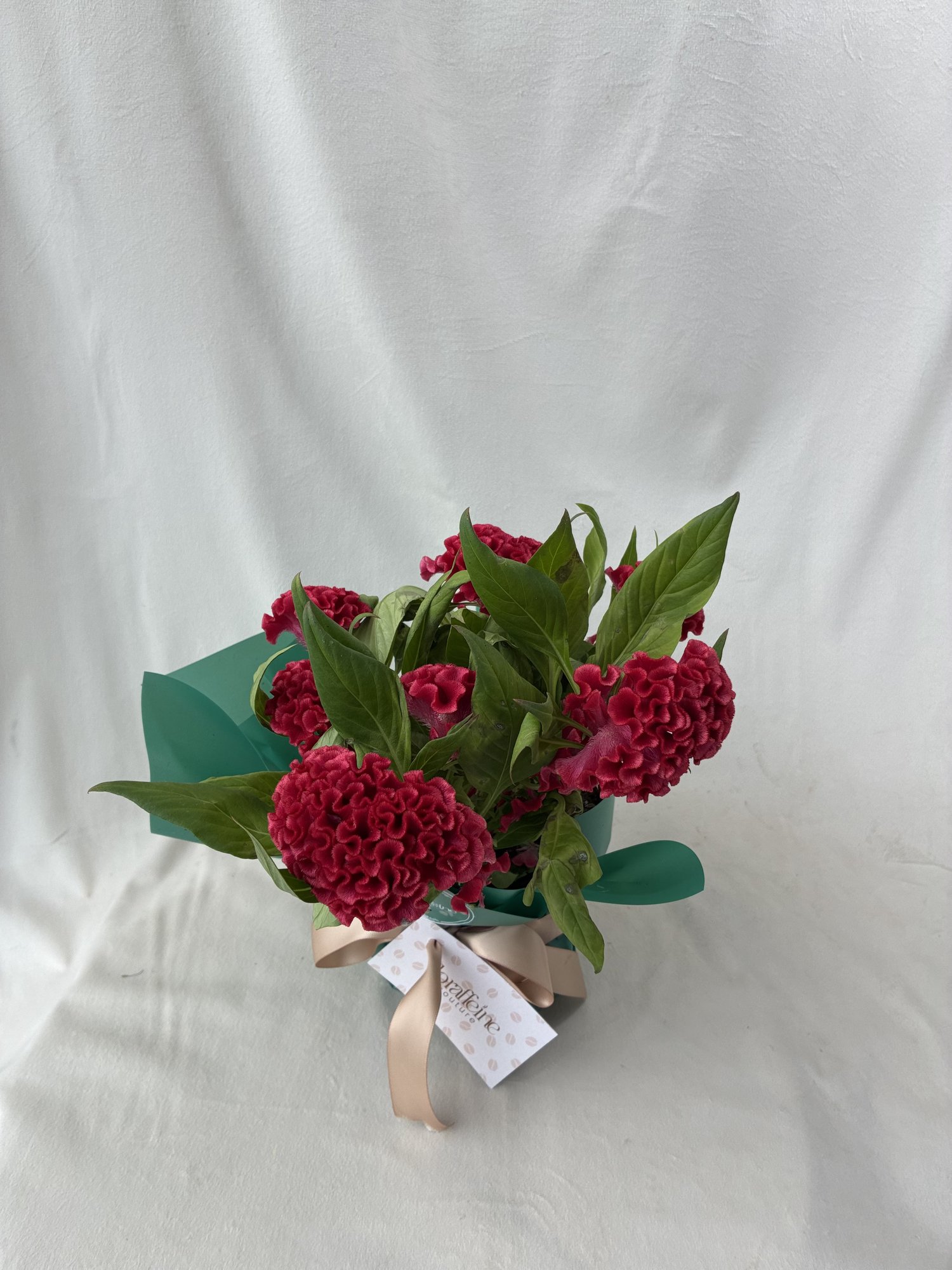 Celosia Roșie în Ghiveci – Plantă Decorativă cu Flori Catifelate și Înflorire de Durată