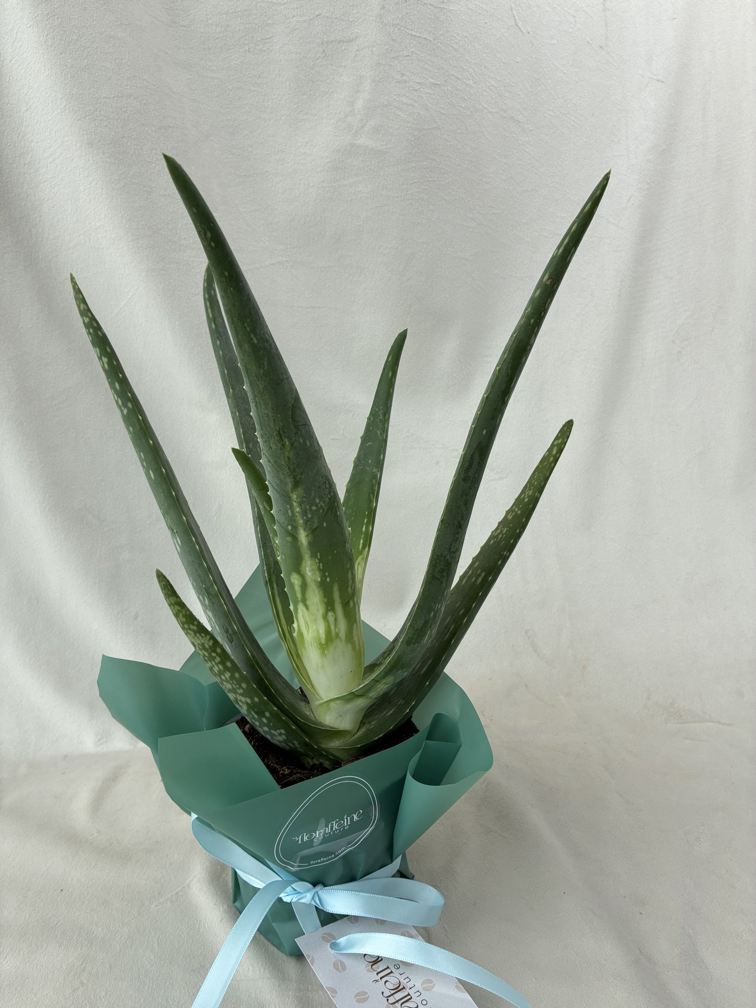 Aloe Vera în Ghiveci – Plantă Naturală Decorativă și Ușor de Întreținut