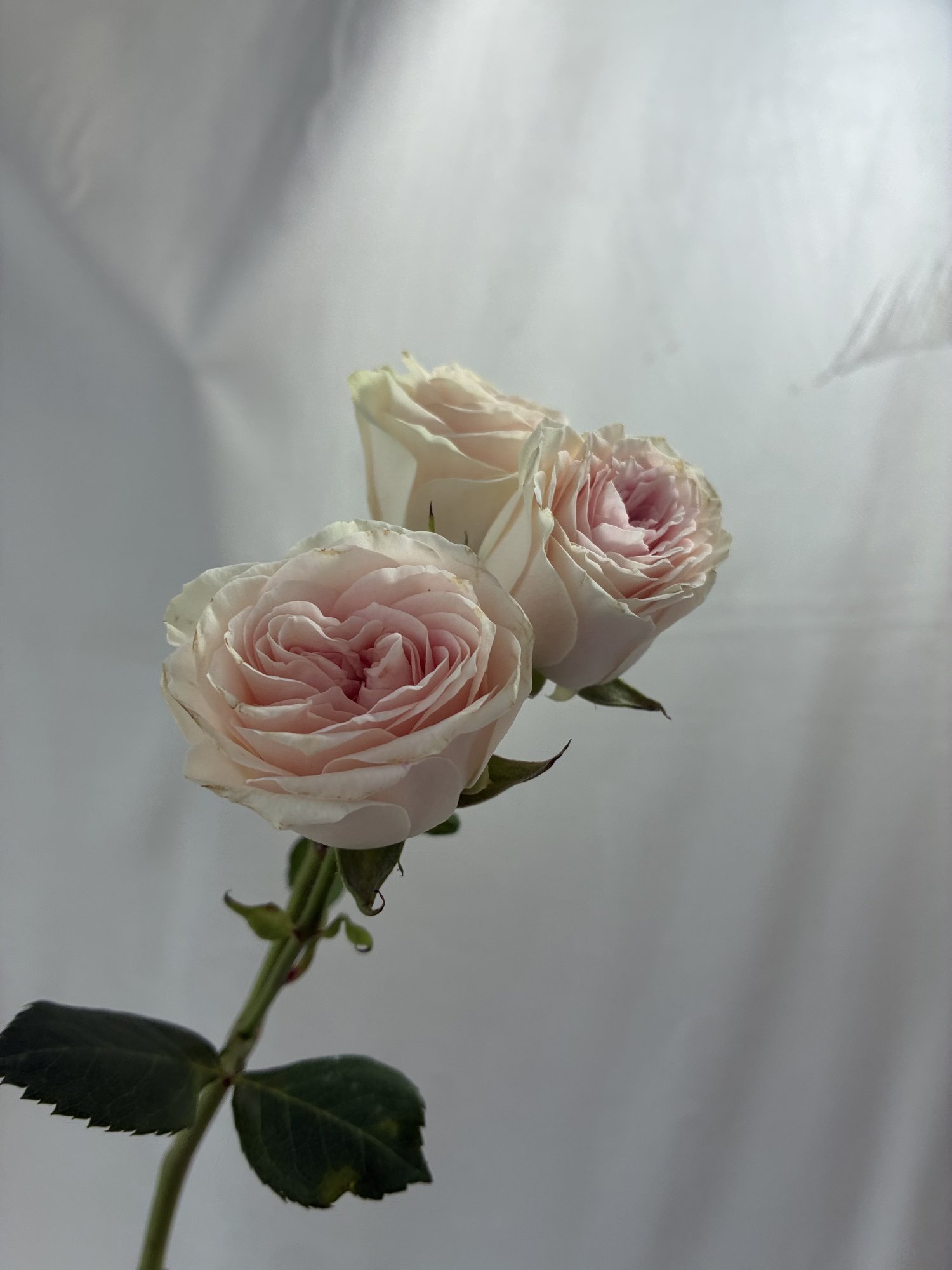 Mineroza alba
