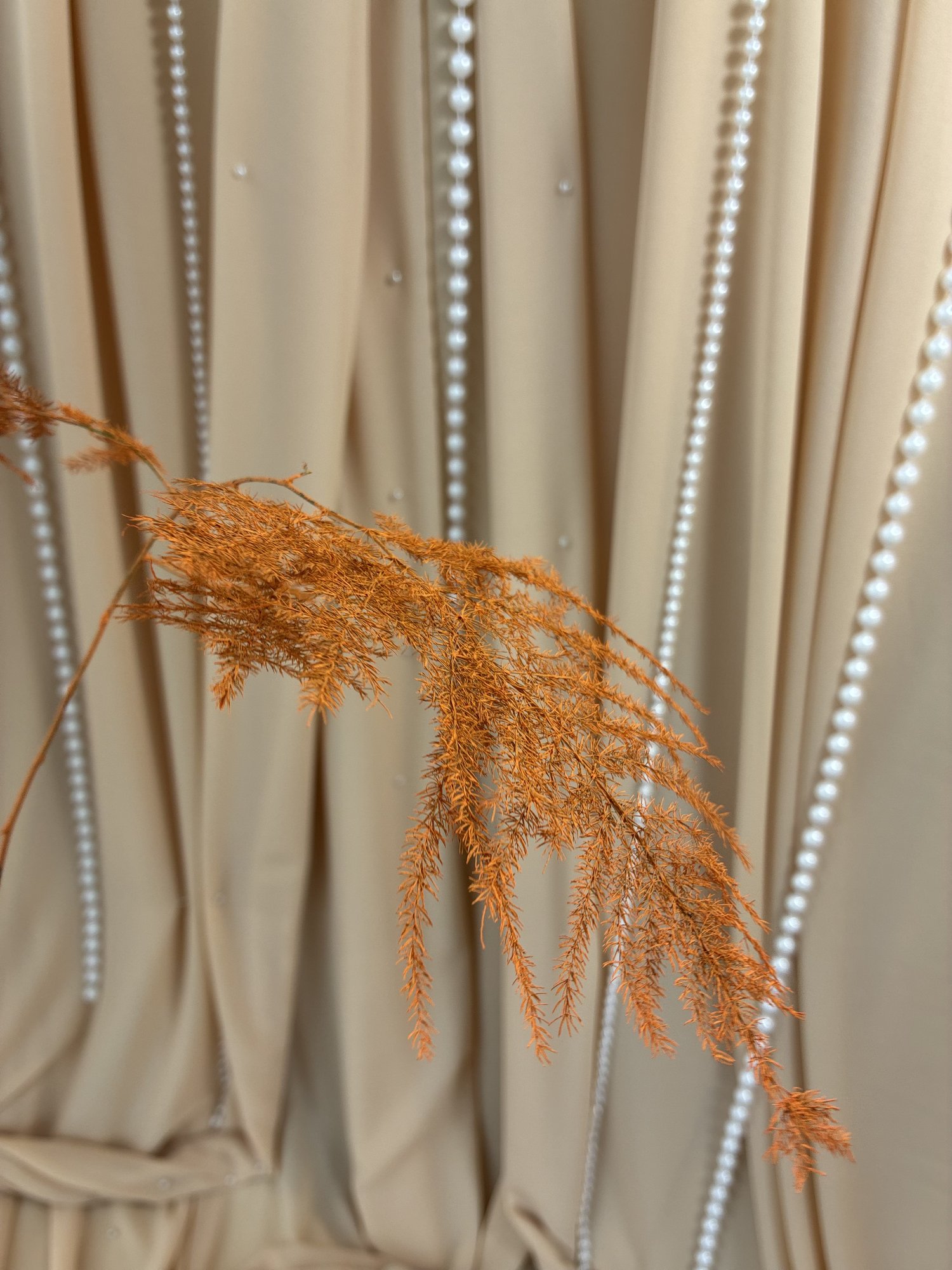 Asparagus orange