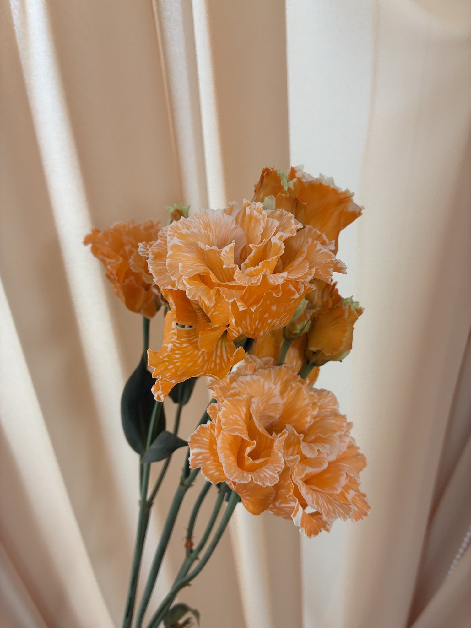 Eustoma VIP