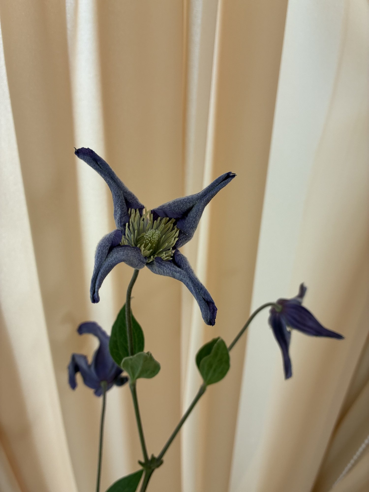 Clematis