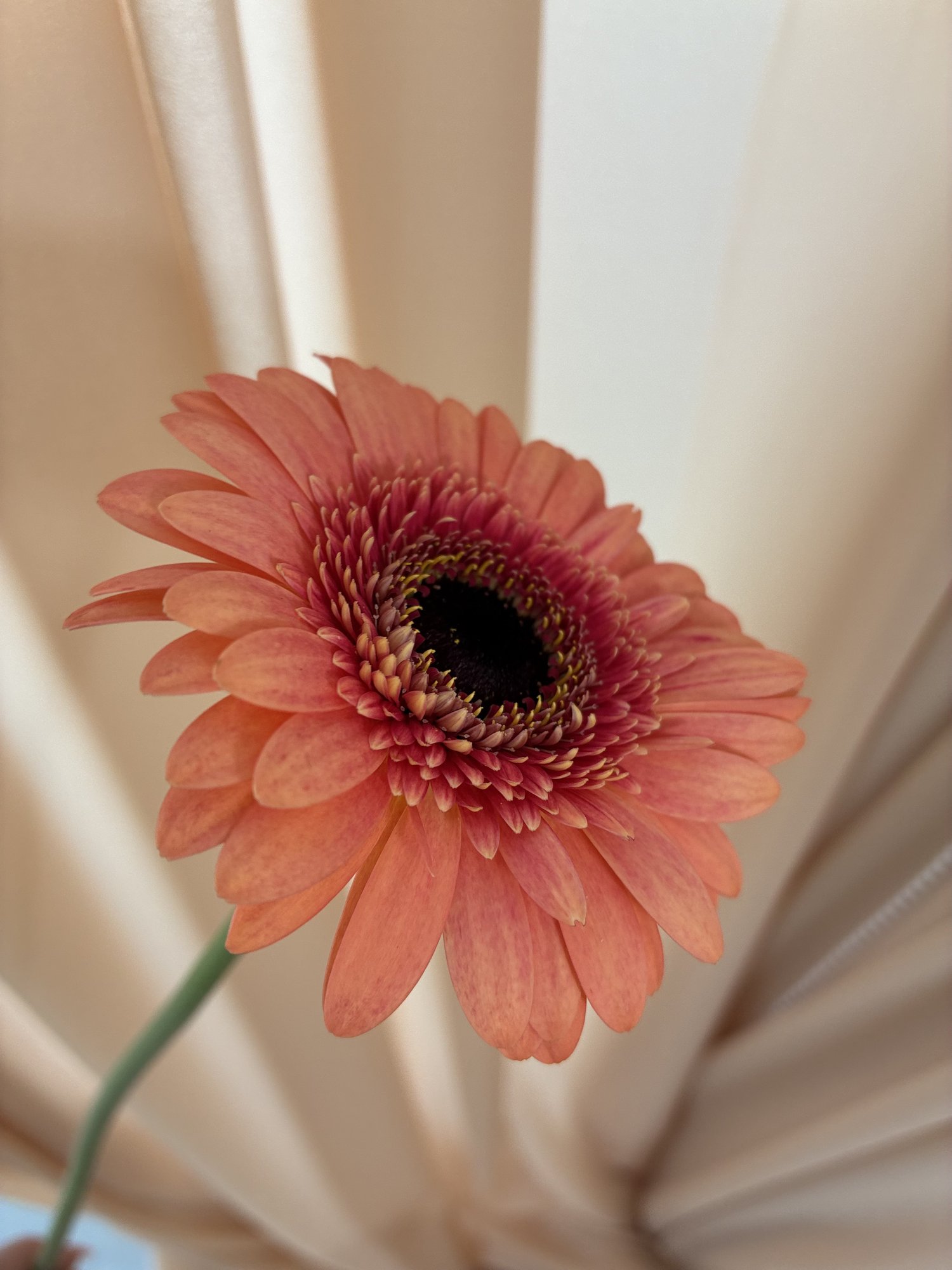 Gerbera roz