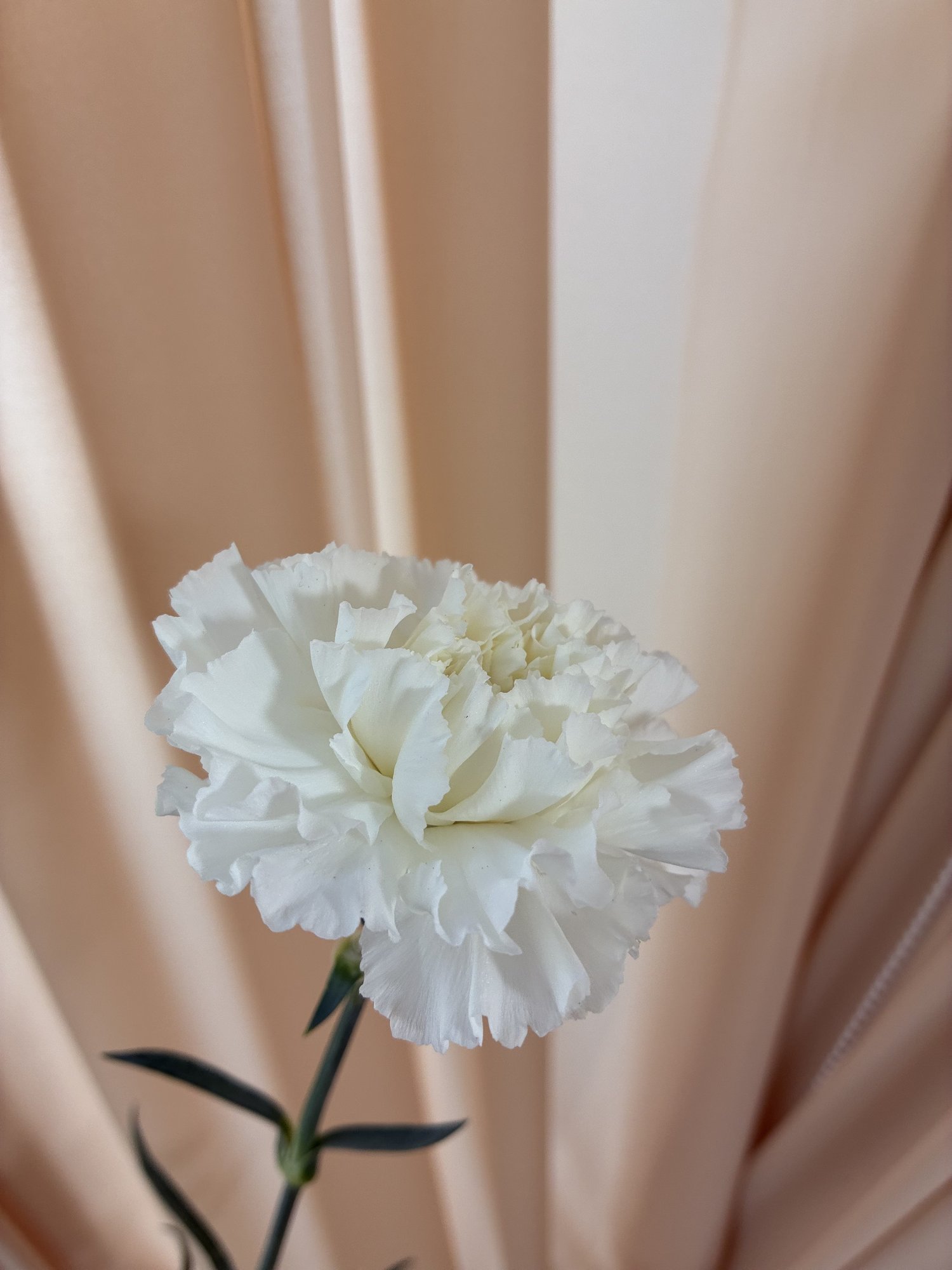 Garoafa alba