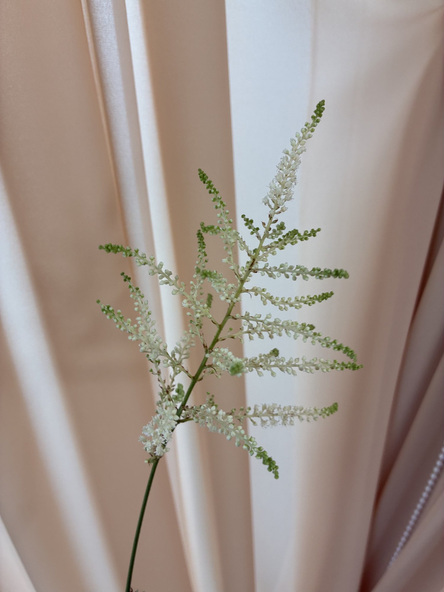 Astilbe albe