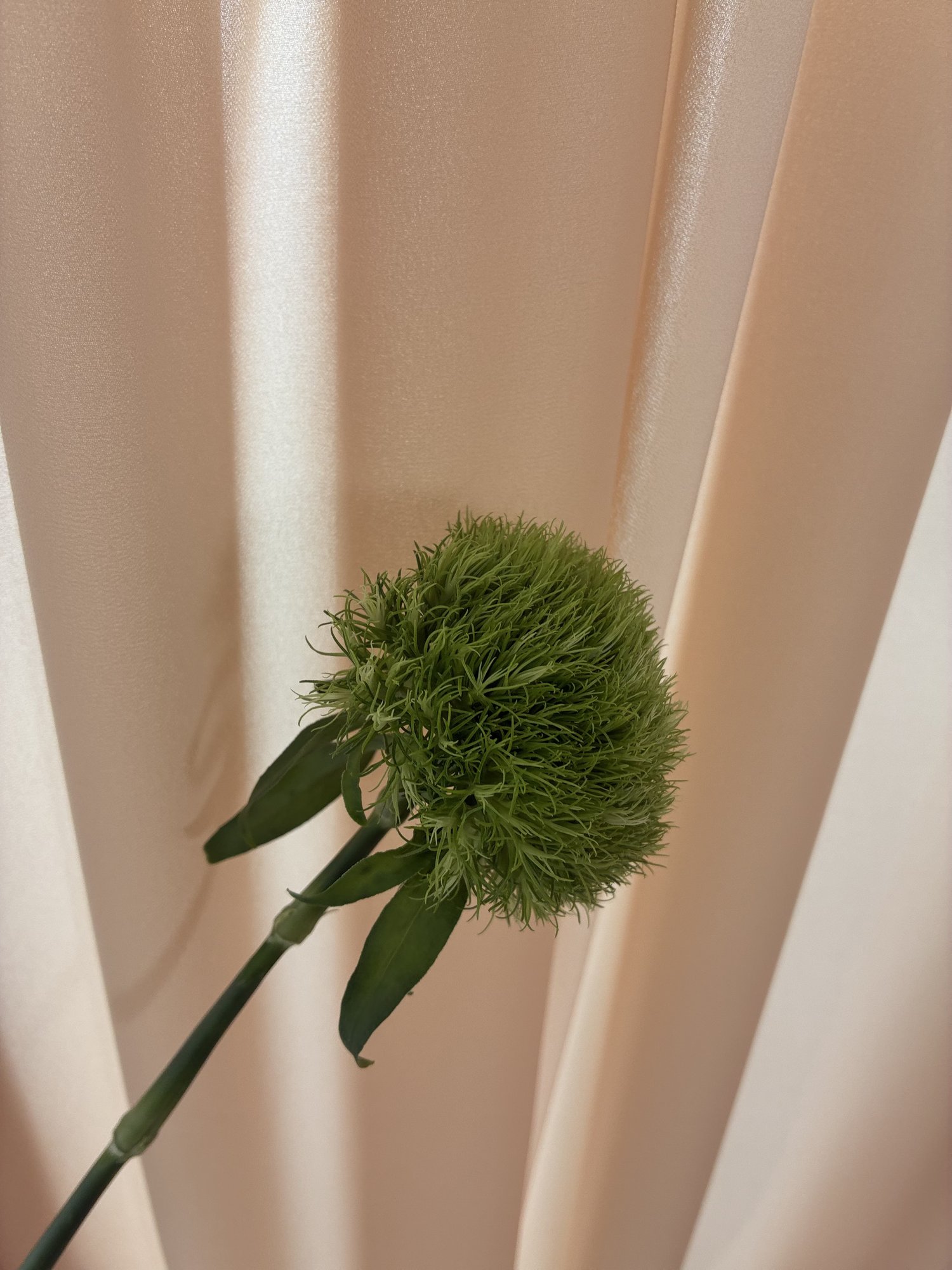 Garoafa verde