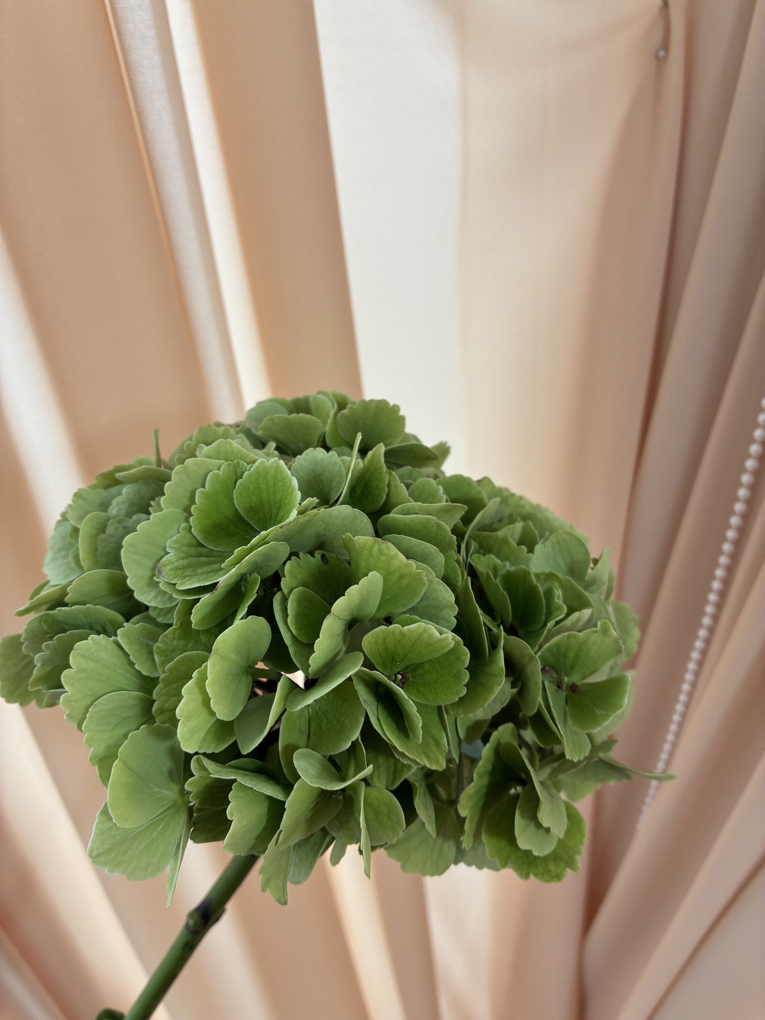 Hortensie vwede