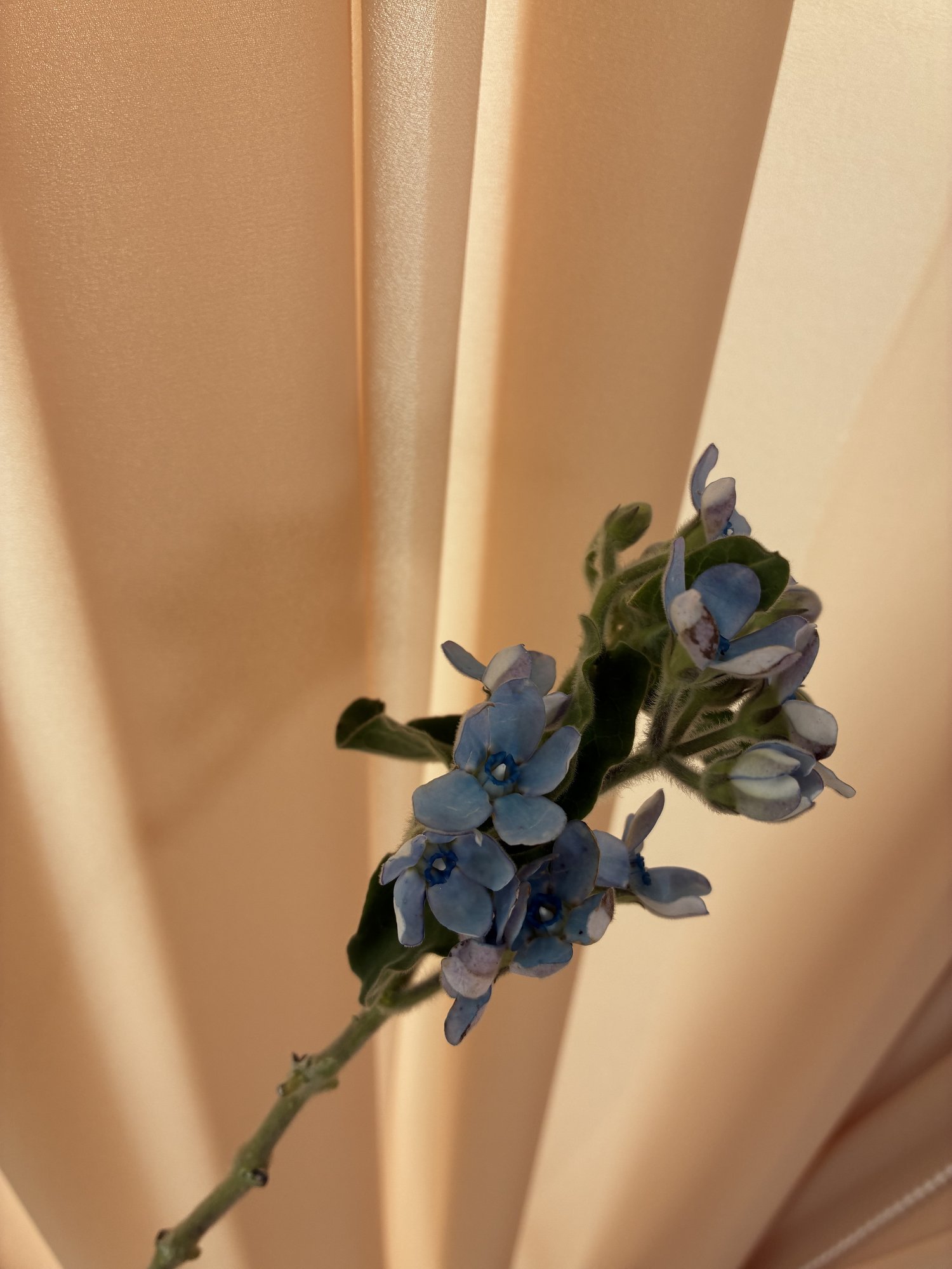 Oxypetalum