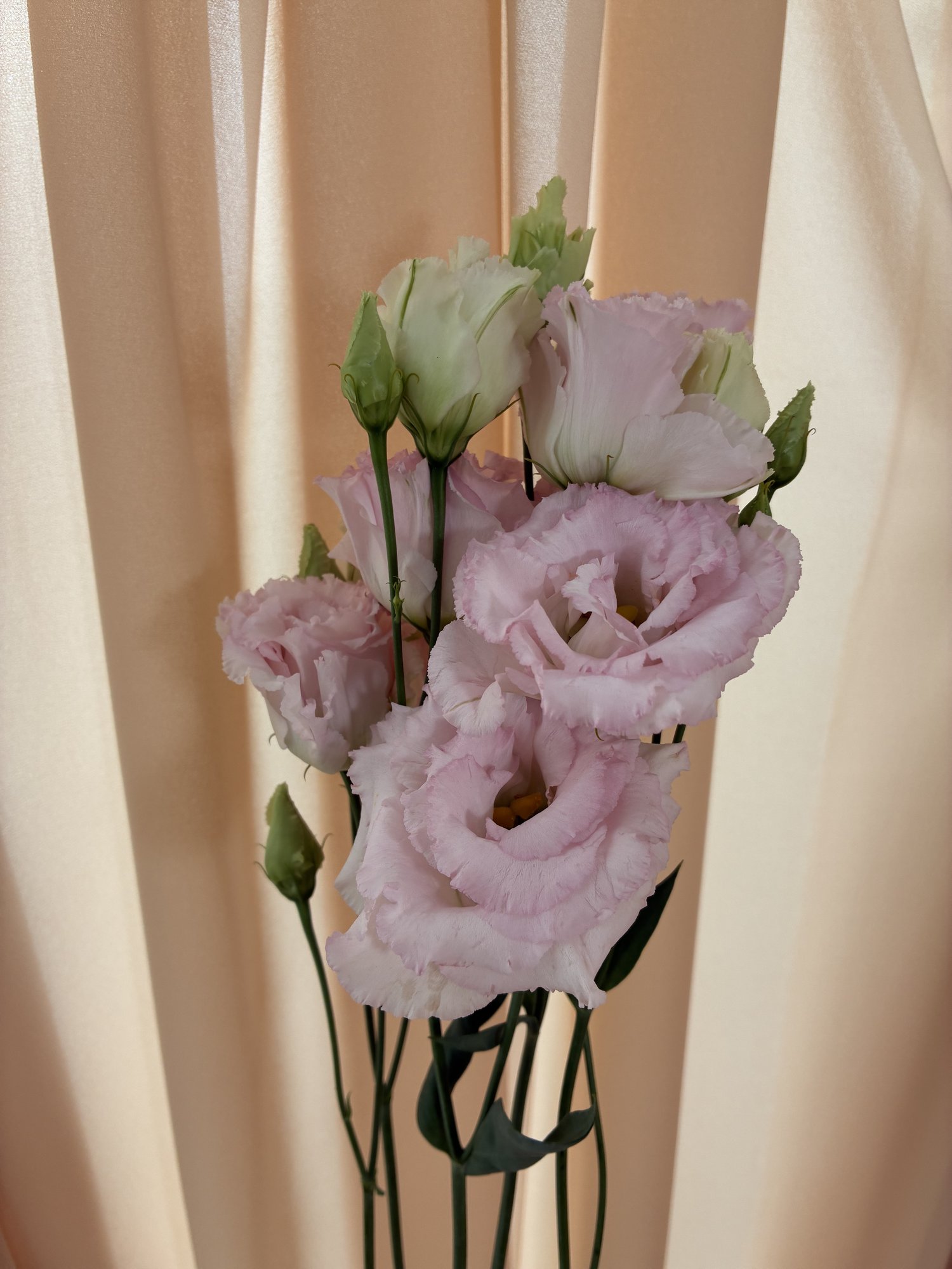 Eustoma roz