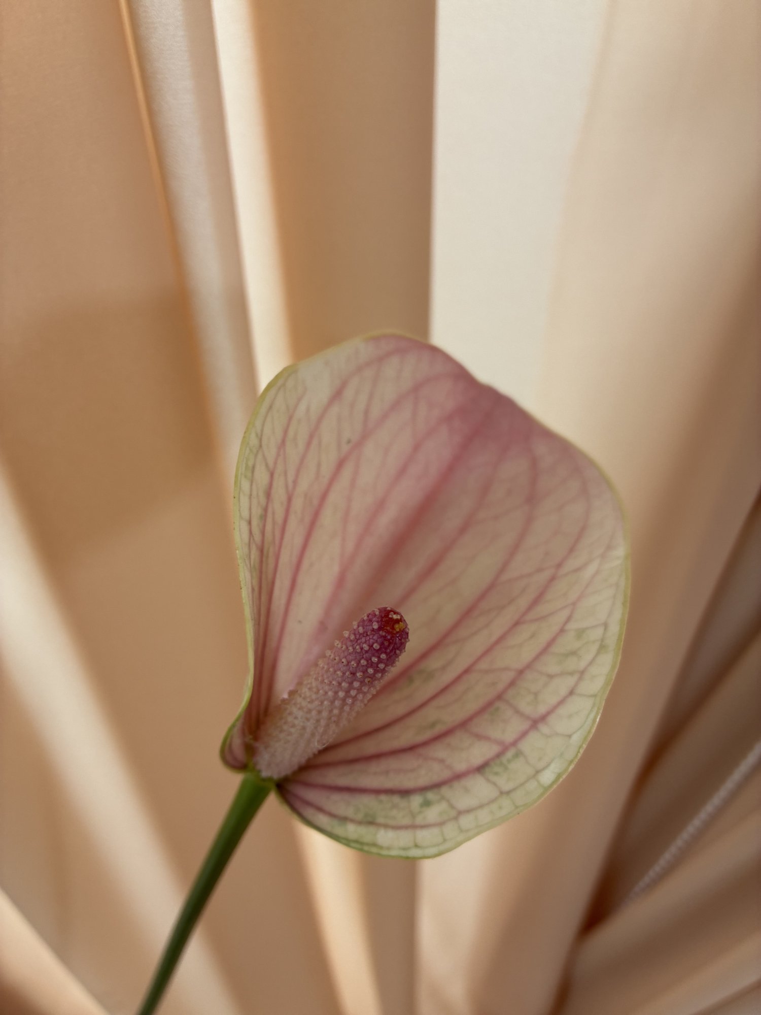 Anthurium