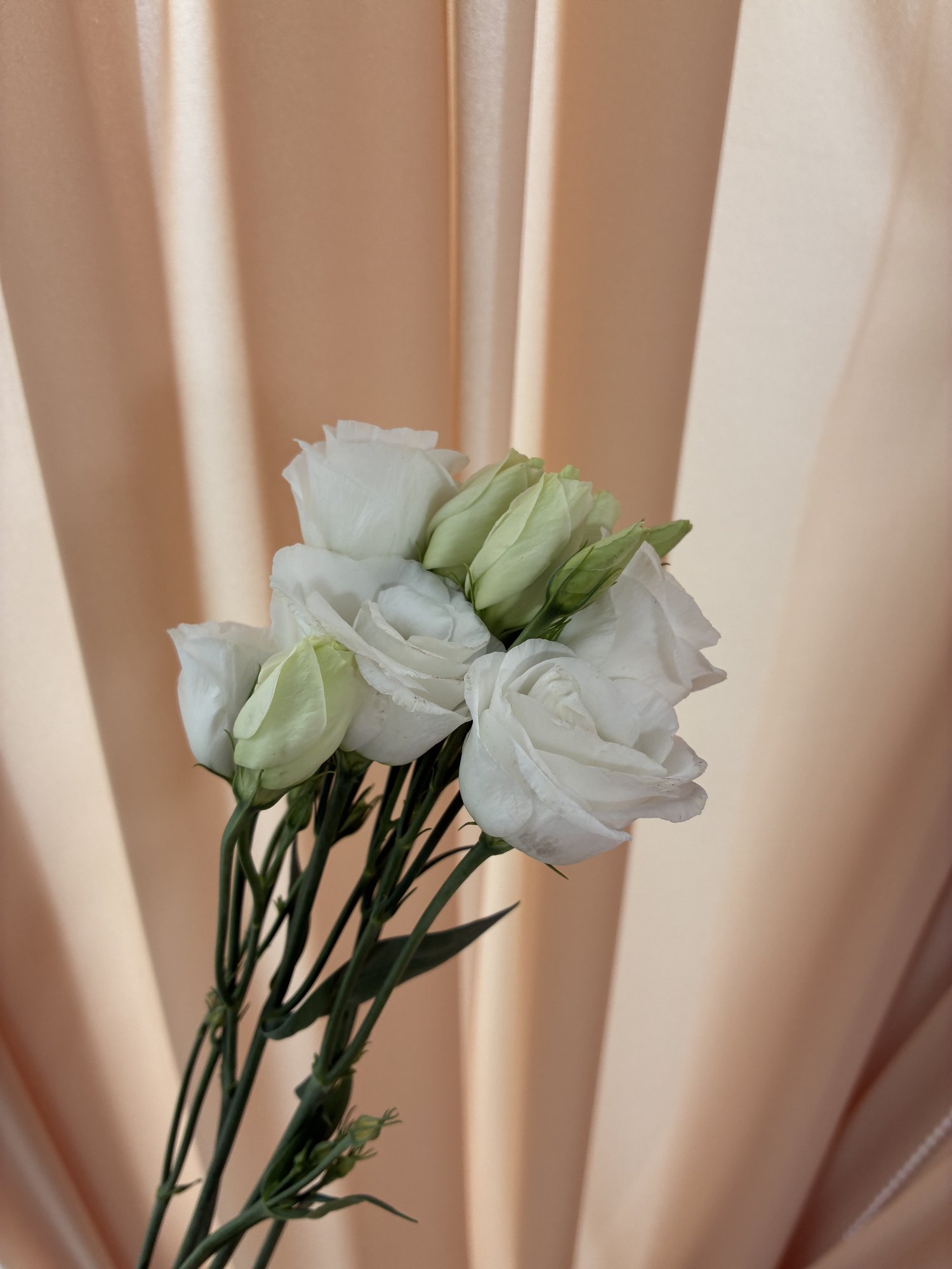 Eustoma alba