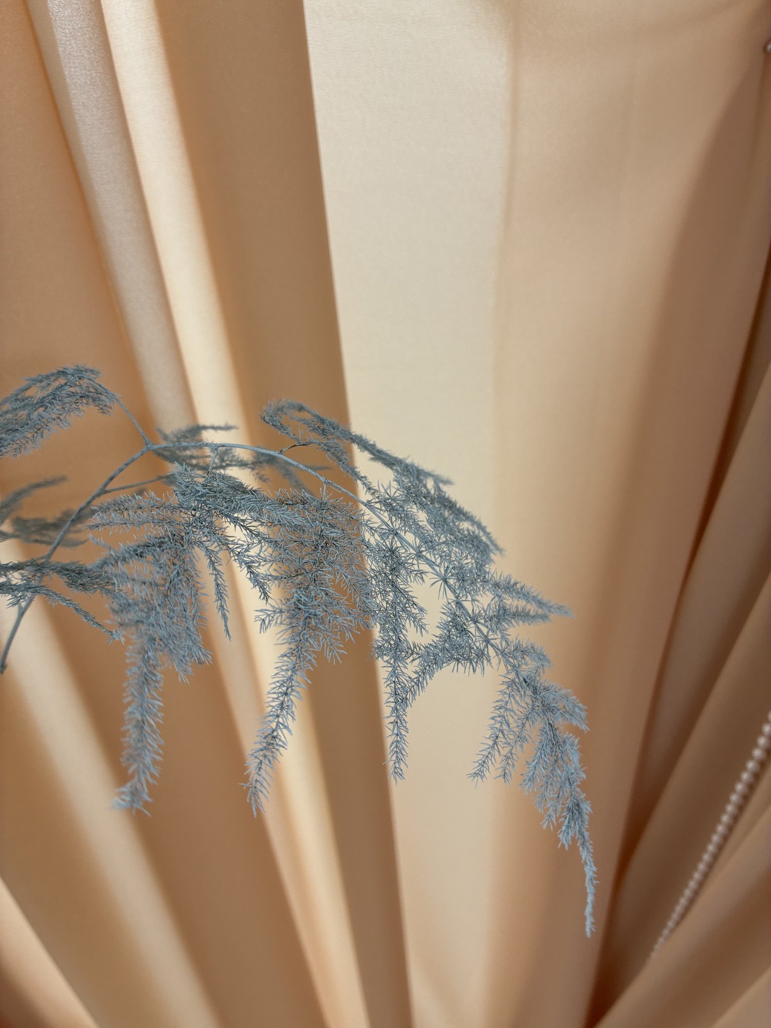 Asparagus blue