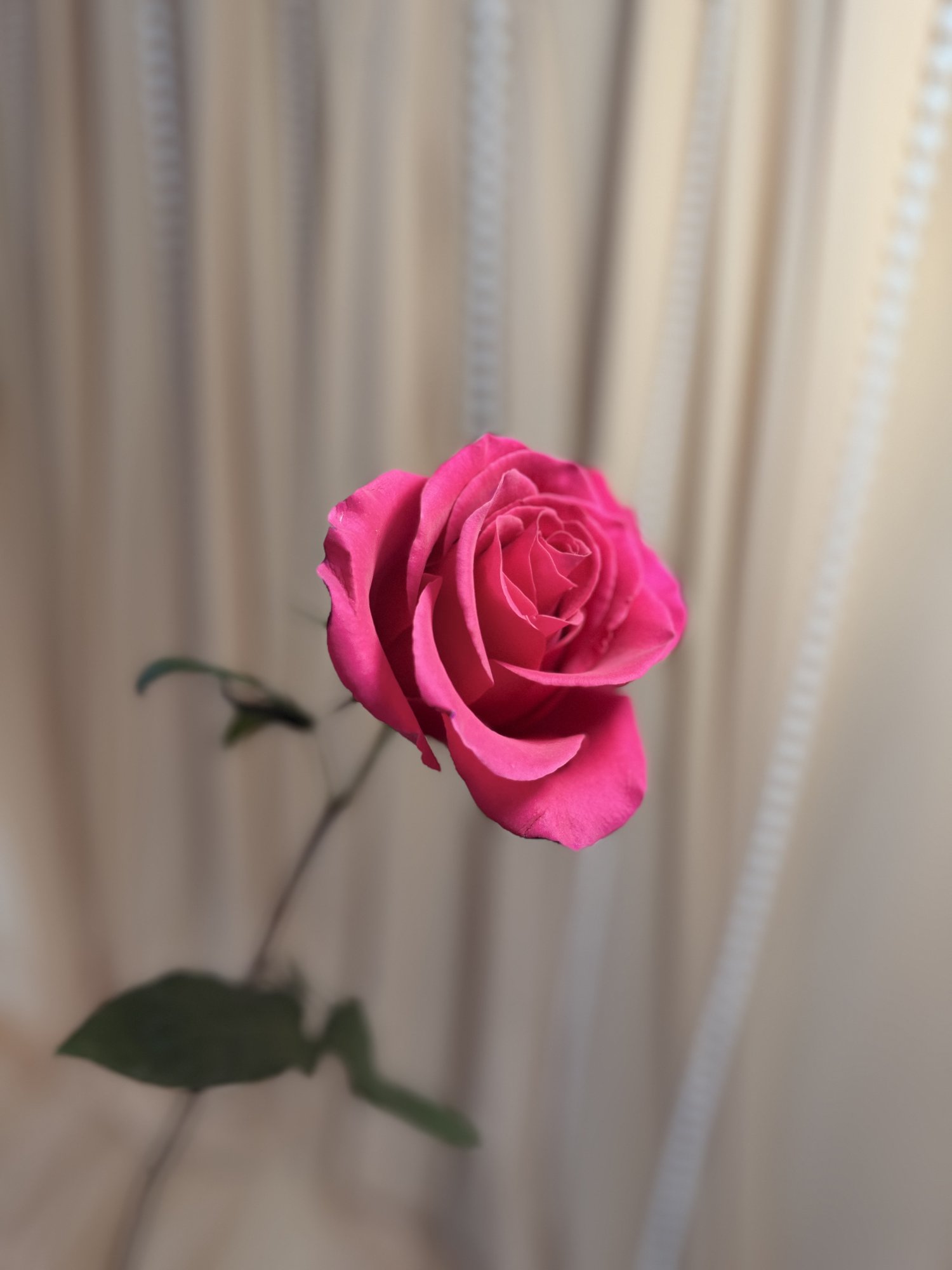 Trandafir fuxia