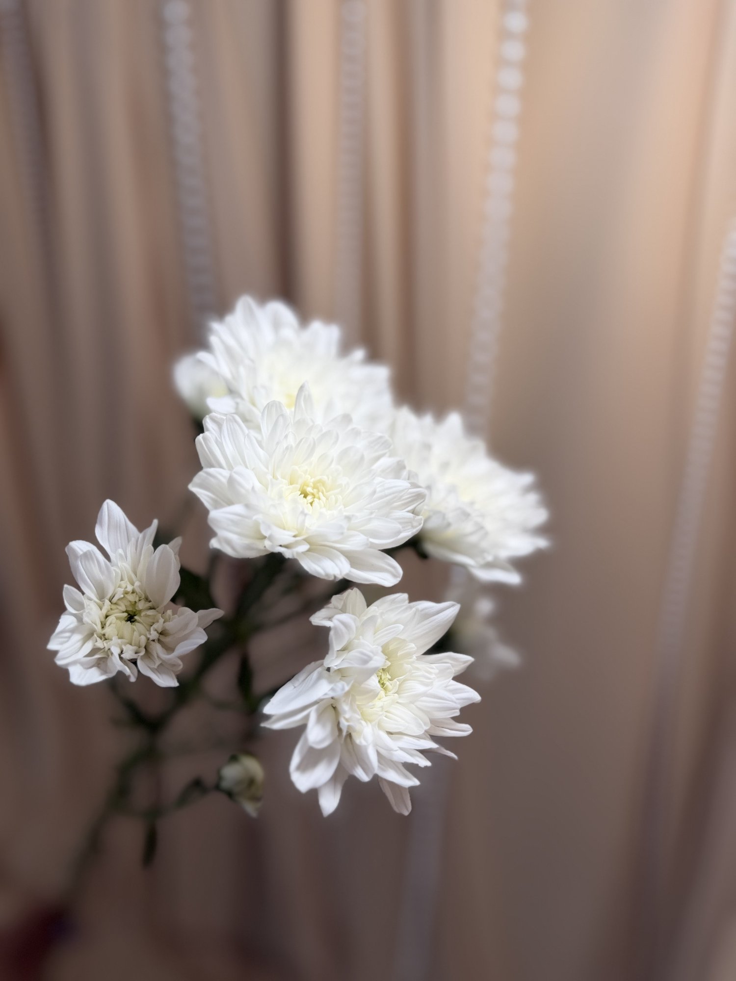 Crizantema alba