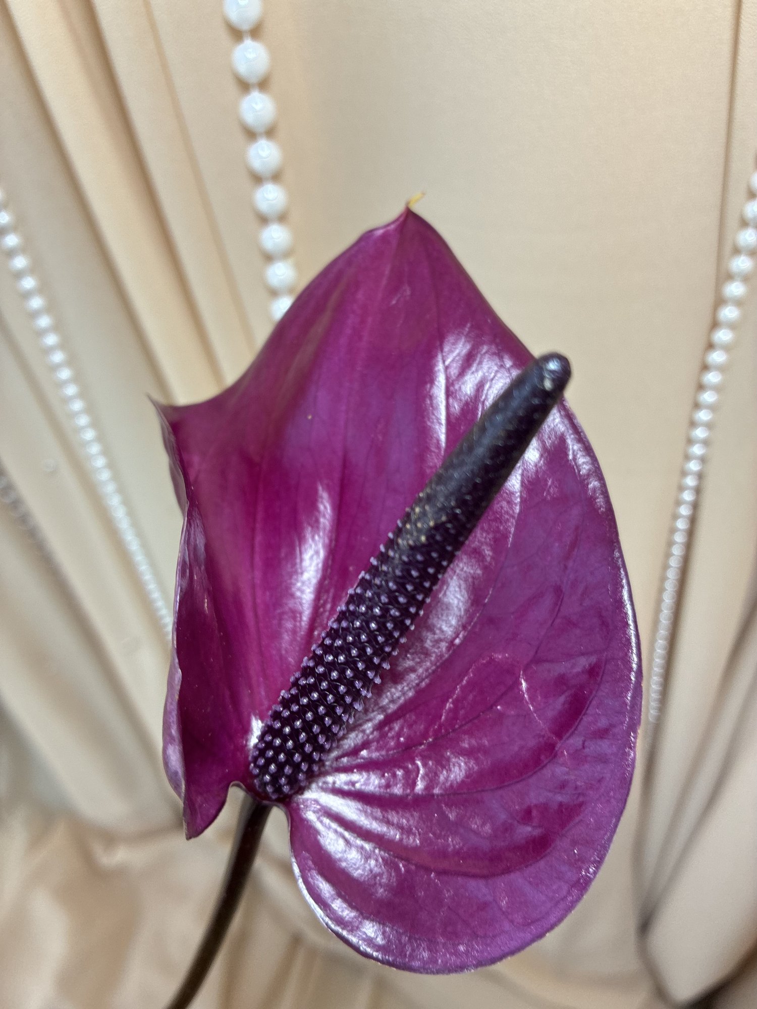 Anth Mixed 6 Colours(anthurium)