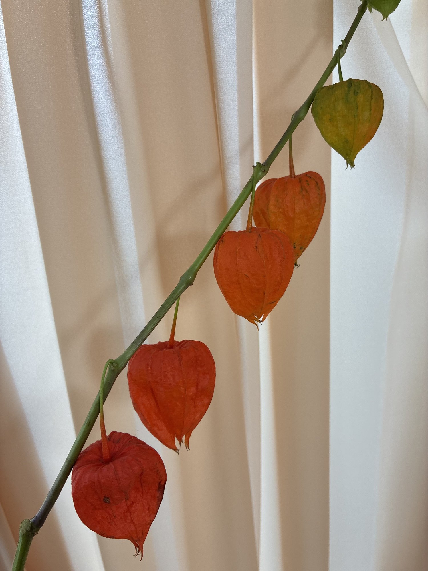 Physalis Orange