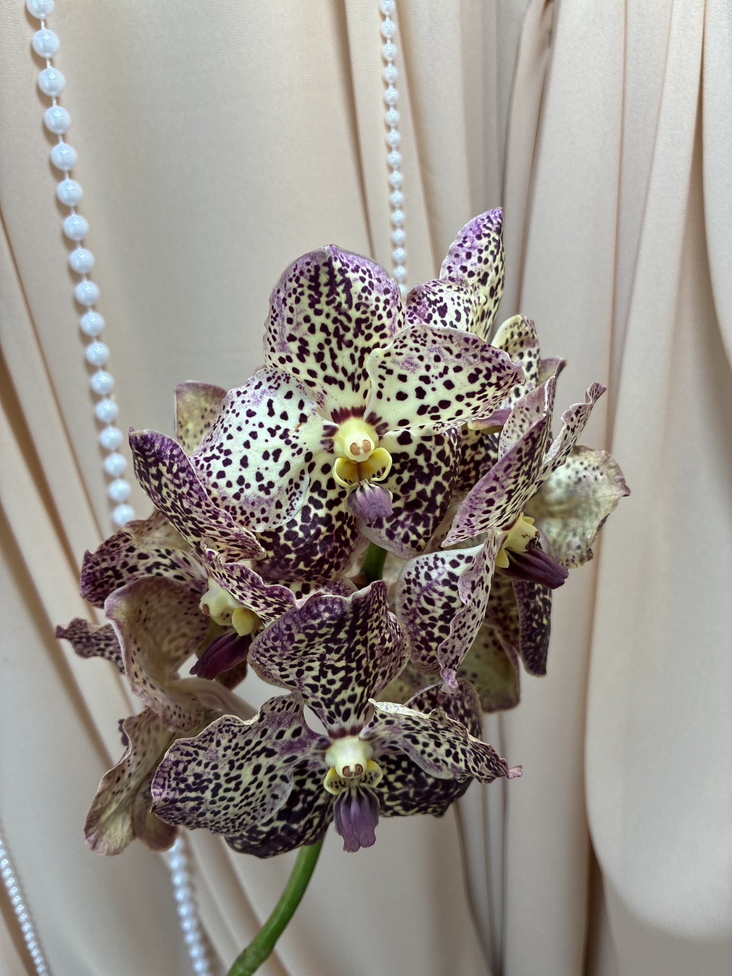 Vanda Leopard Tangerin(orhidee)