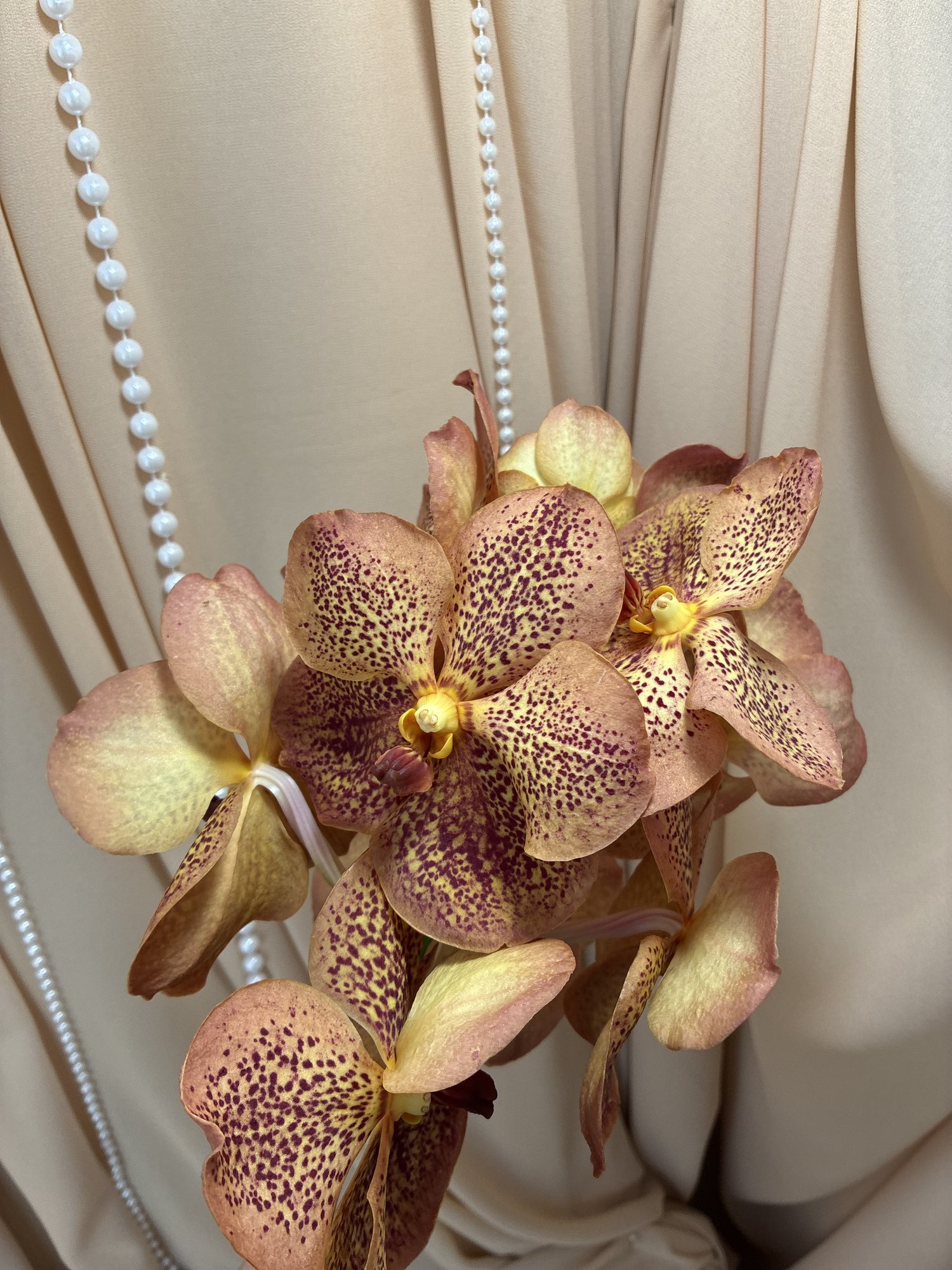 Vanda Su Oce Sangria