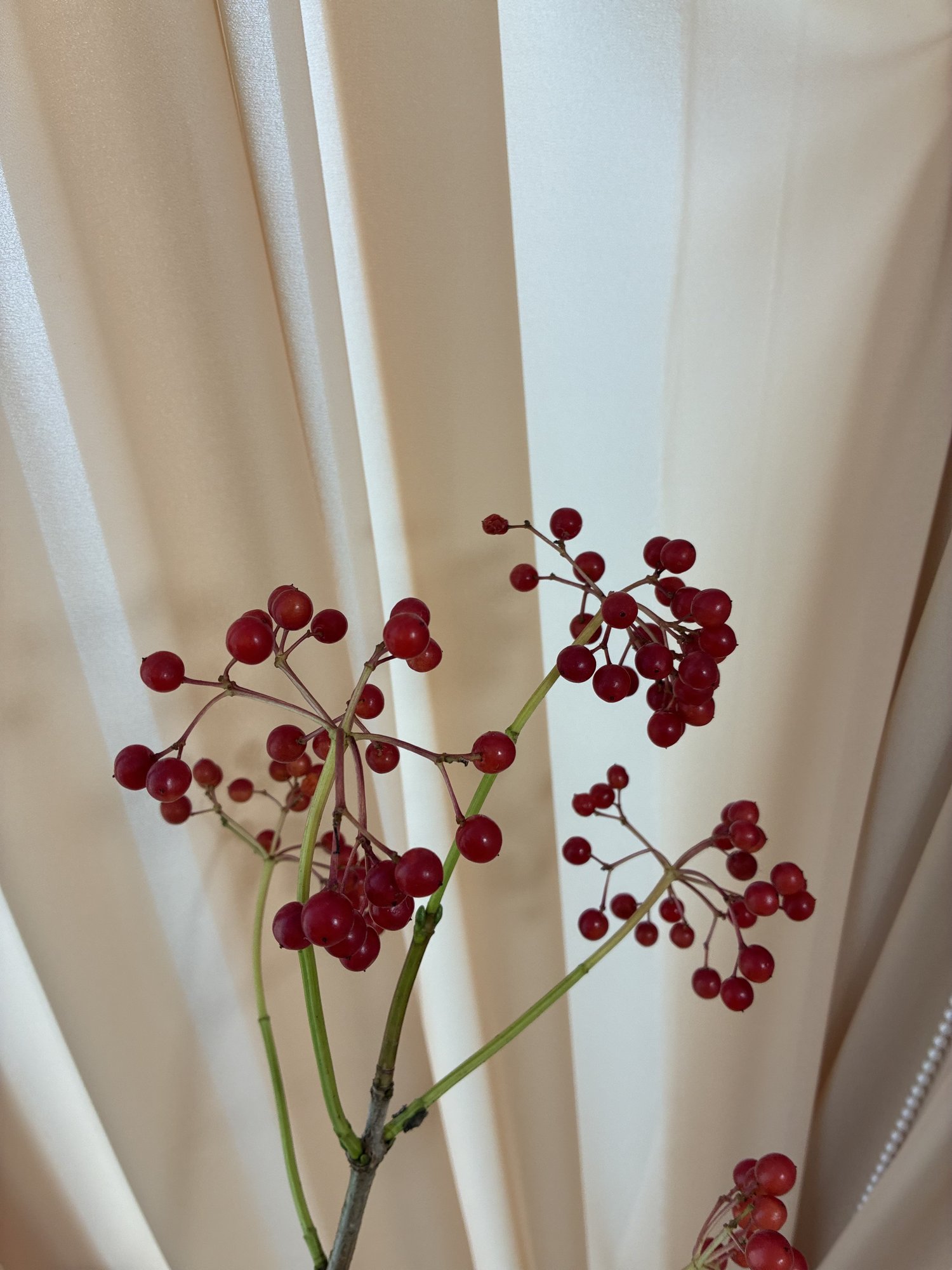 Viburnum Compactum
