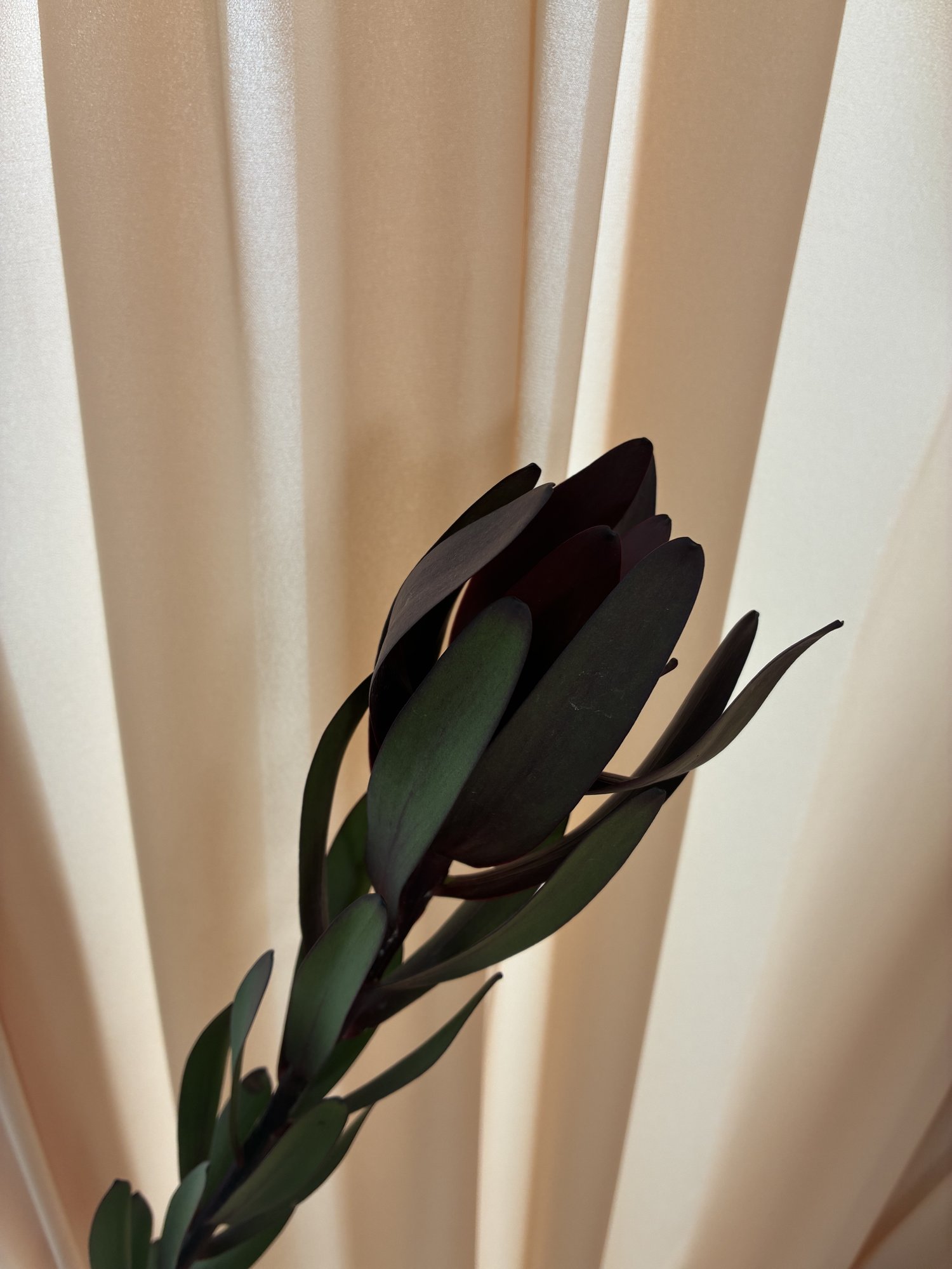 Leucadendron