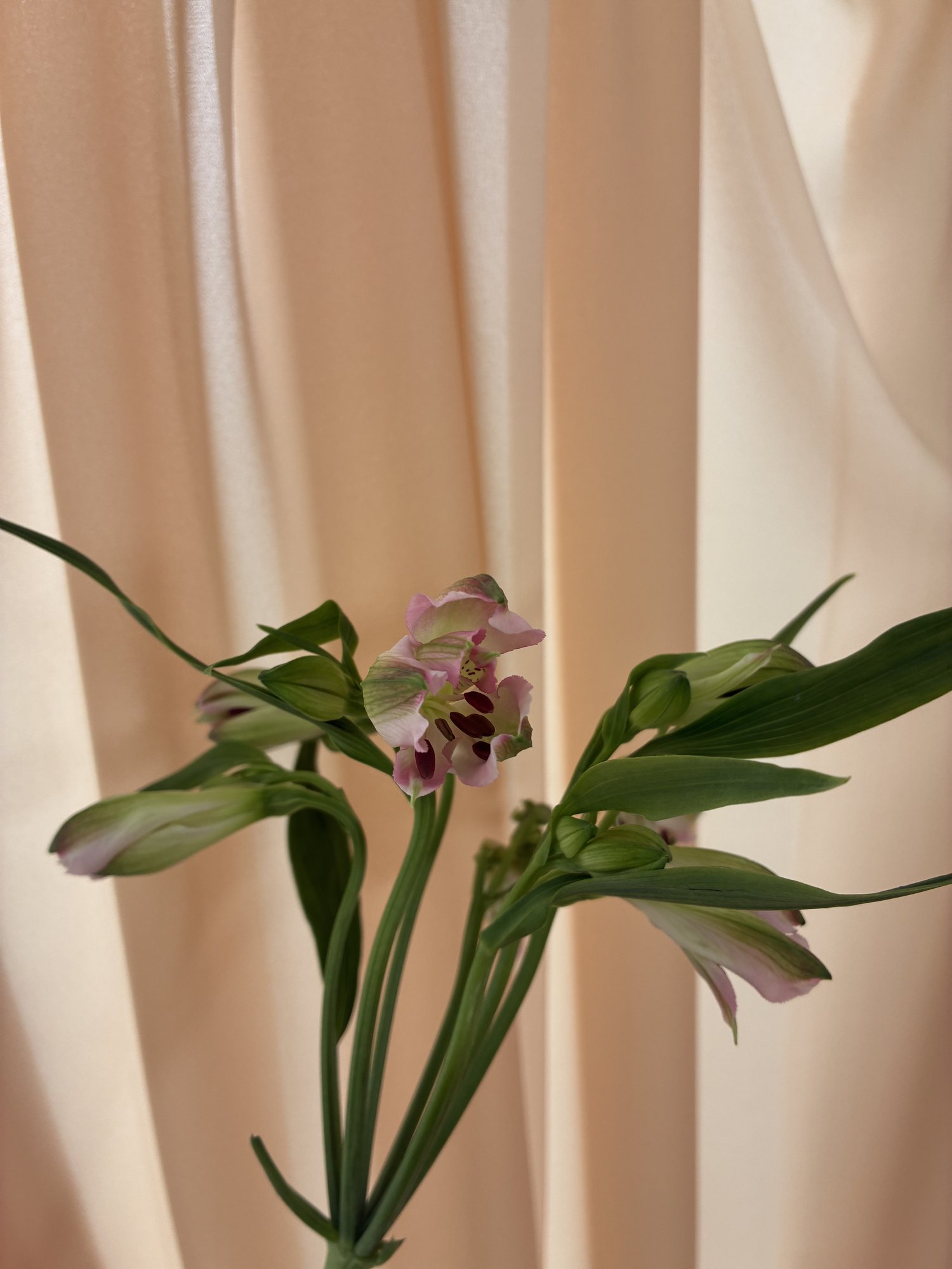 Alstromenia roz