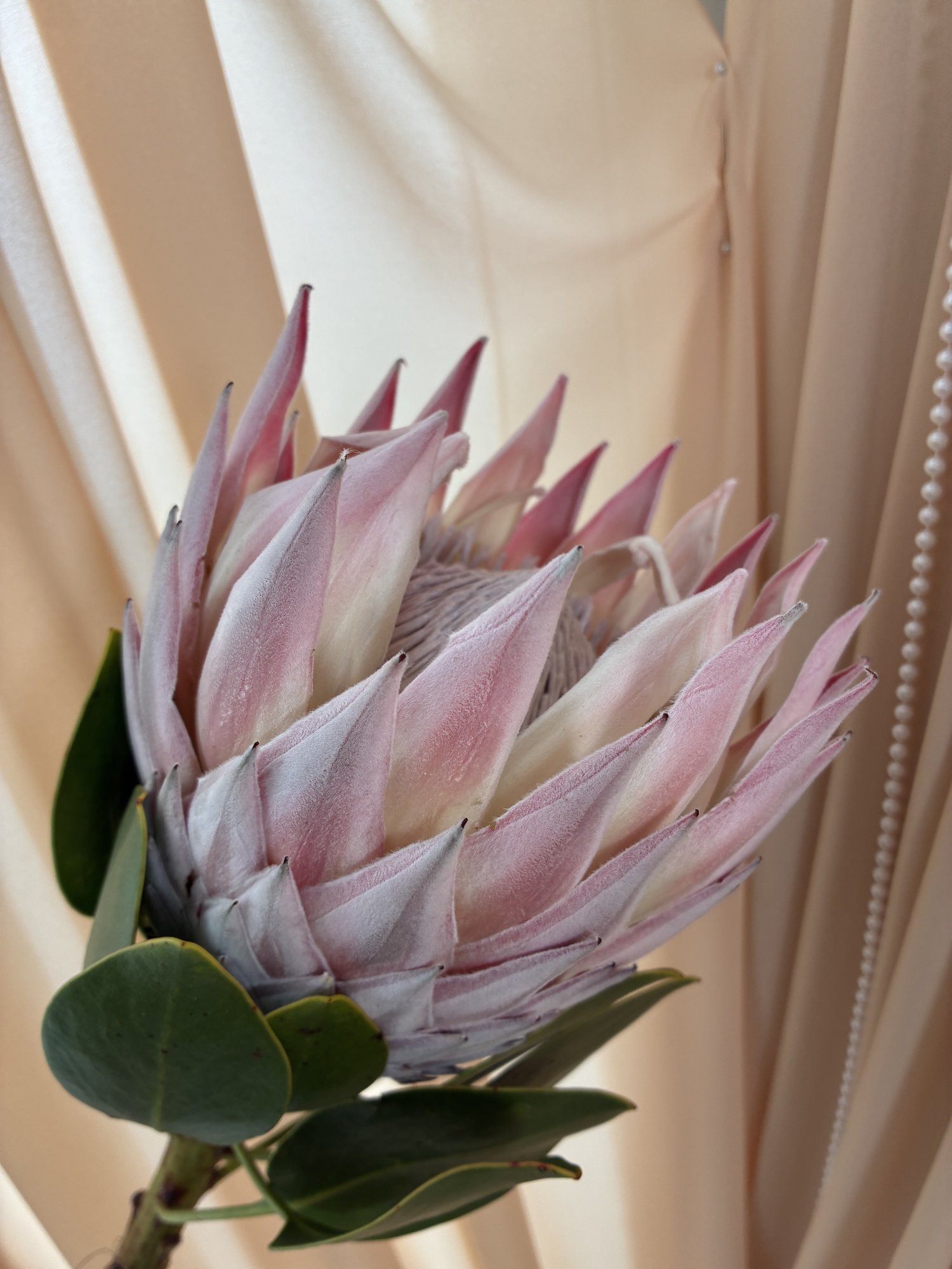 Protea