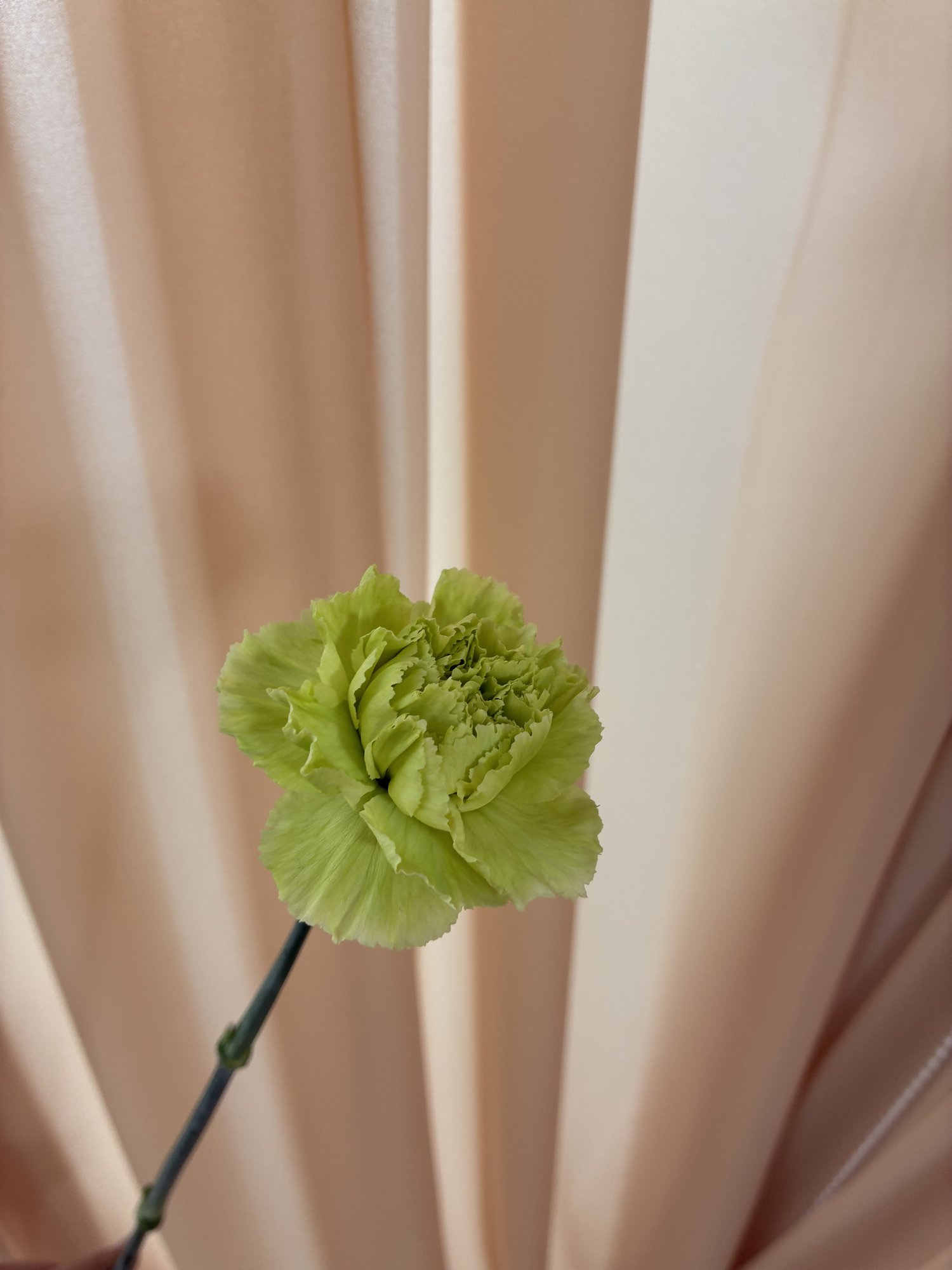 Garoafa verde