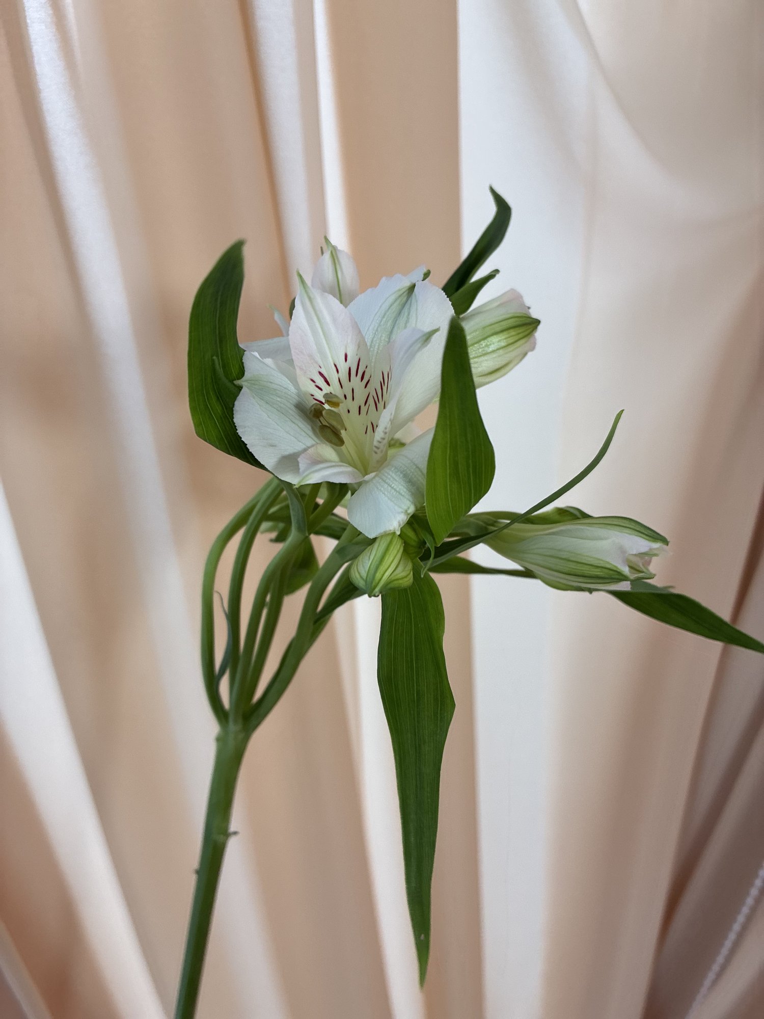 Alstromenia alba