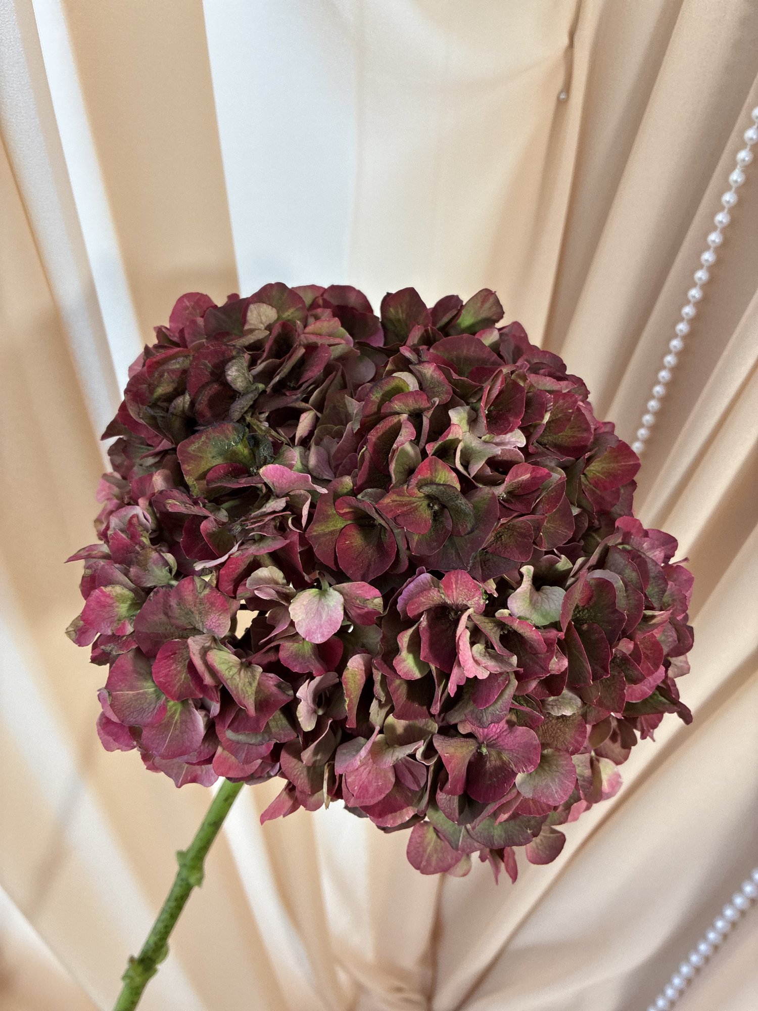 Hortensie