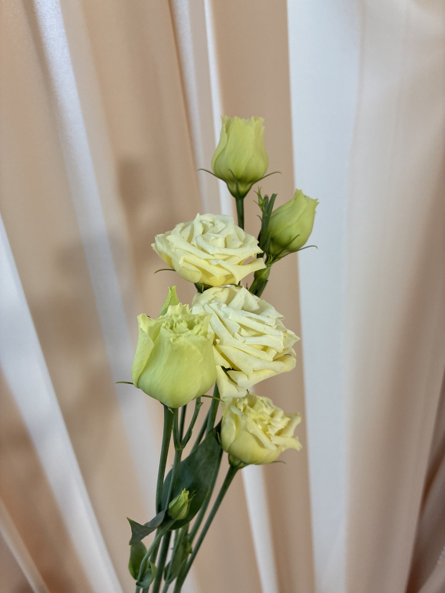 Eustoma alba