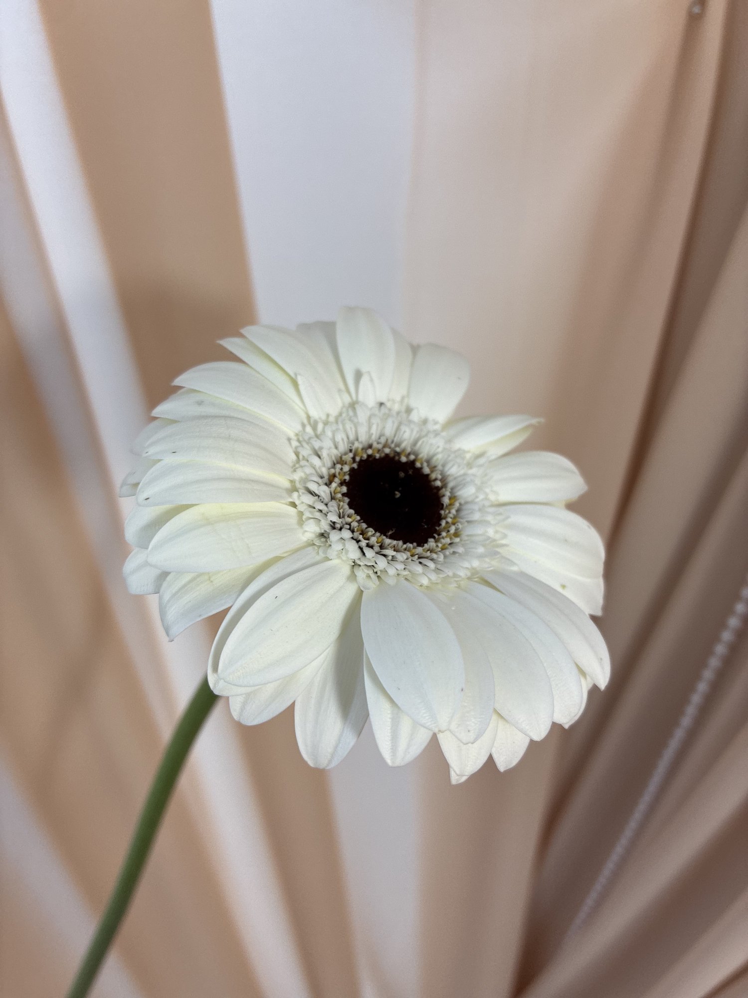 Gerbera alba