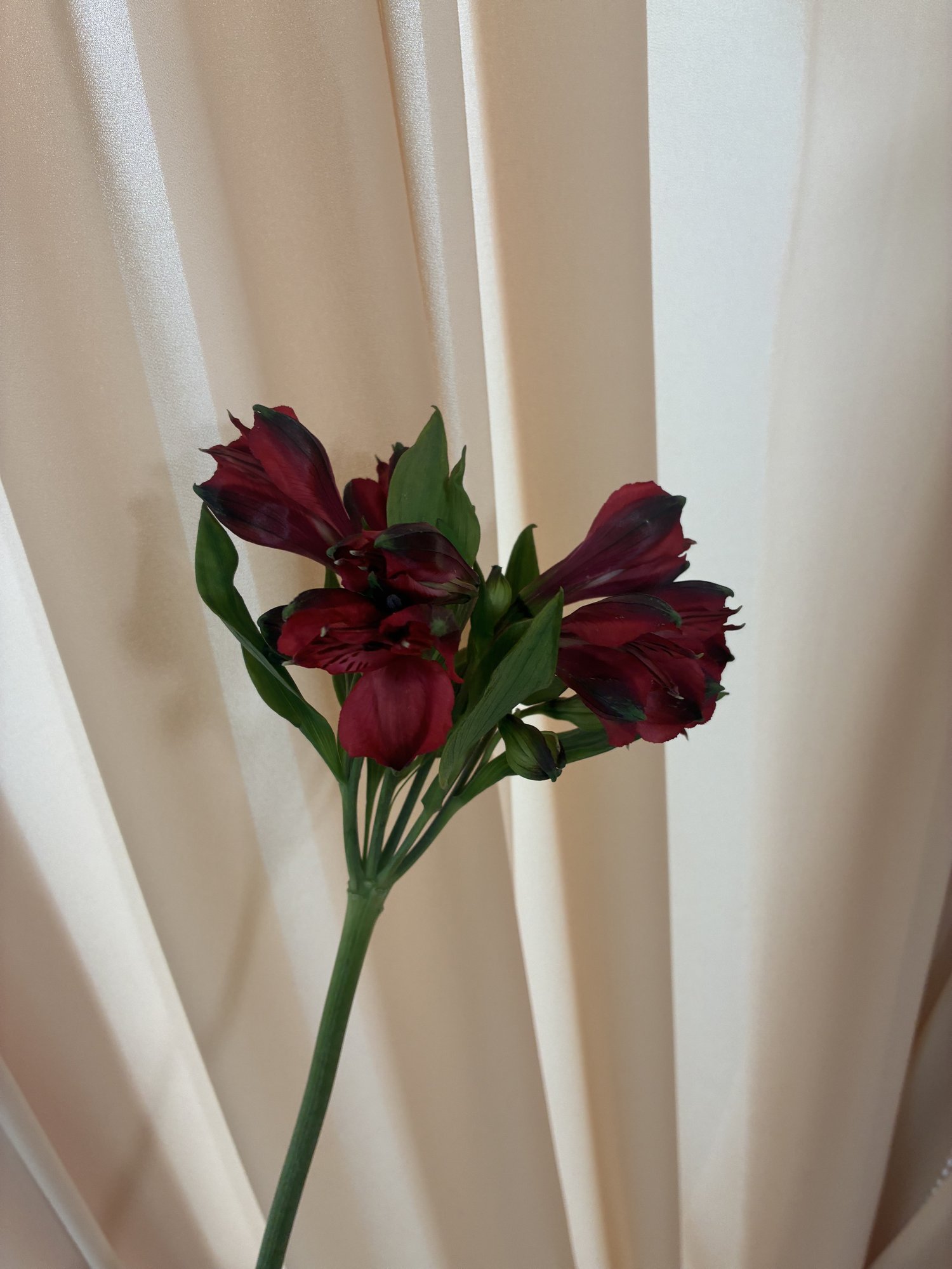 Alstromenia rosie