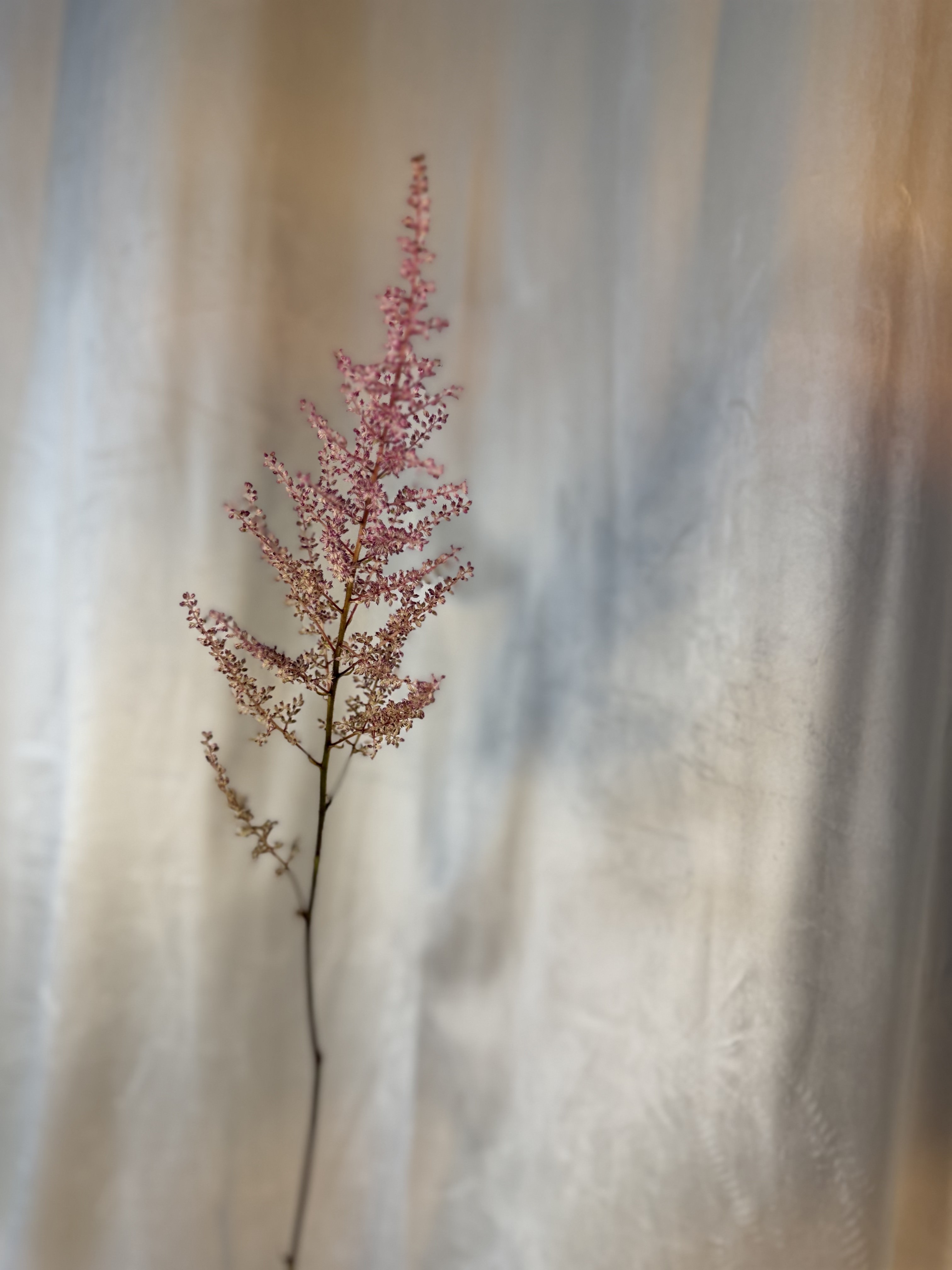 Astilbe Roz-Pudrat
