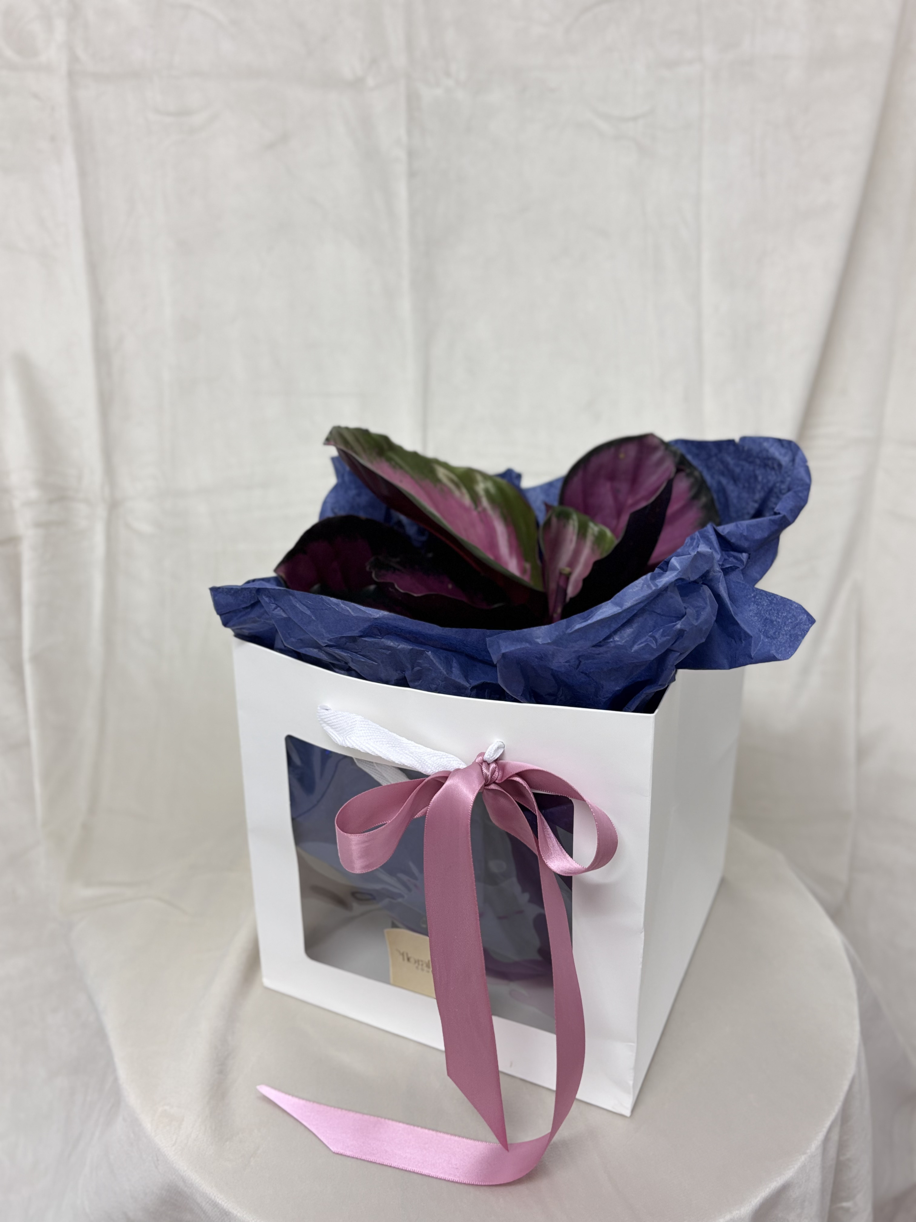 Calathea Roseopicta Couture – Eleganță în Nuanțe de Ametist