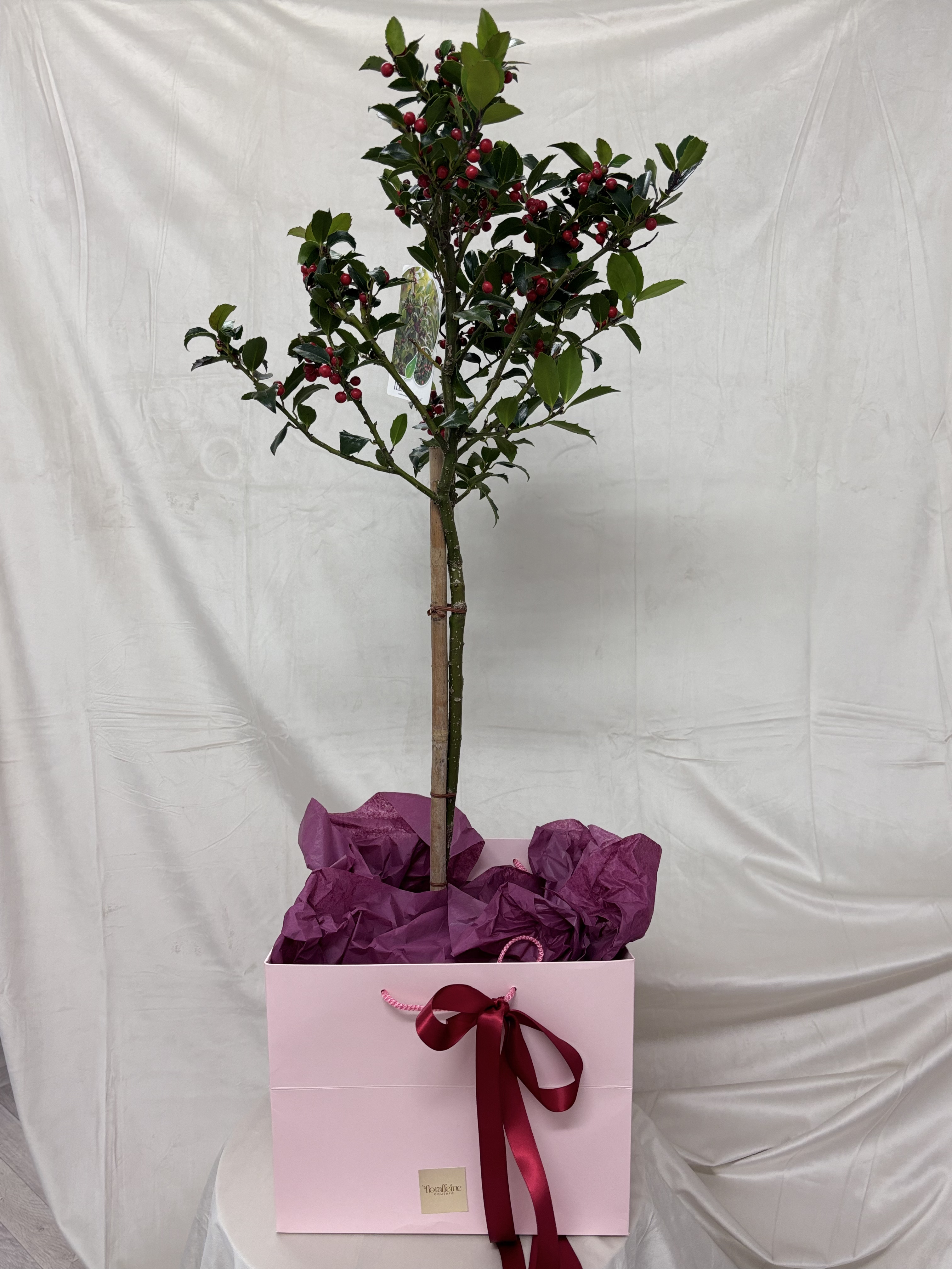 Ilex Couture – Arbustul Regal al Sărbătorilor