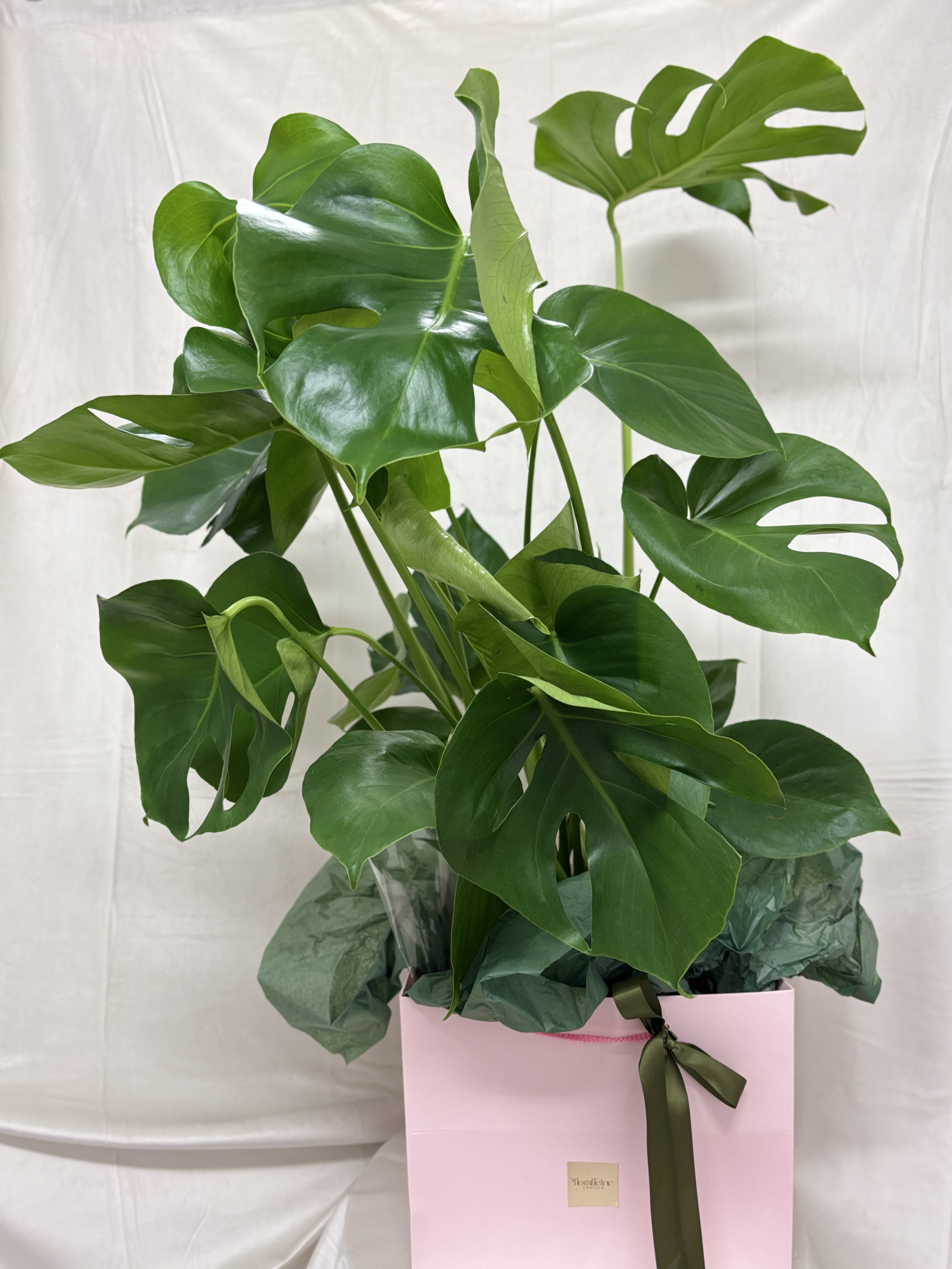 Monstera Deliciosa Couture – Sculptura Verde a Naturii