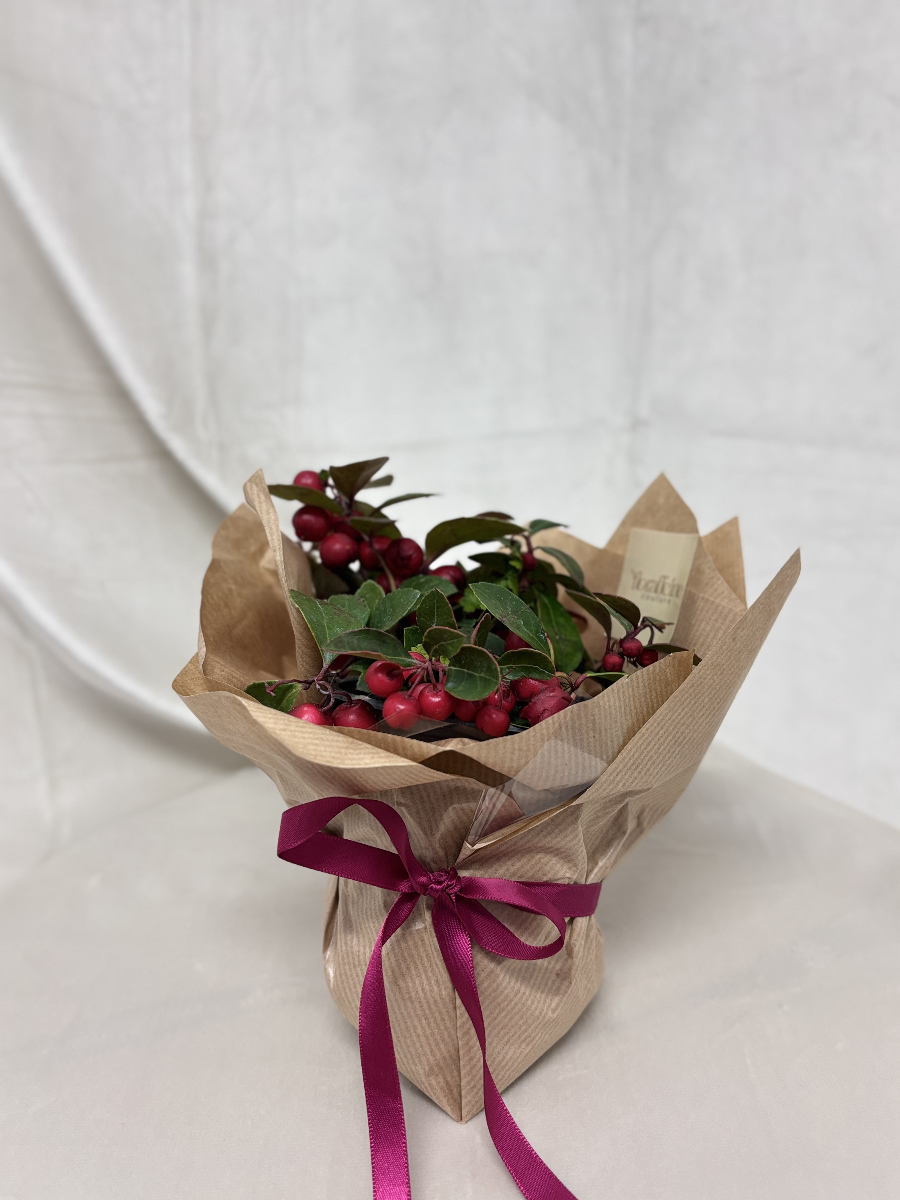 Gaultheria Big Berry Couture – Rubinii de Iarnă îmbrăcați în Eleganță