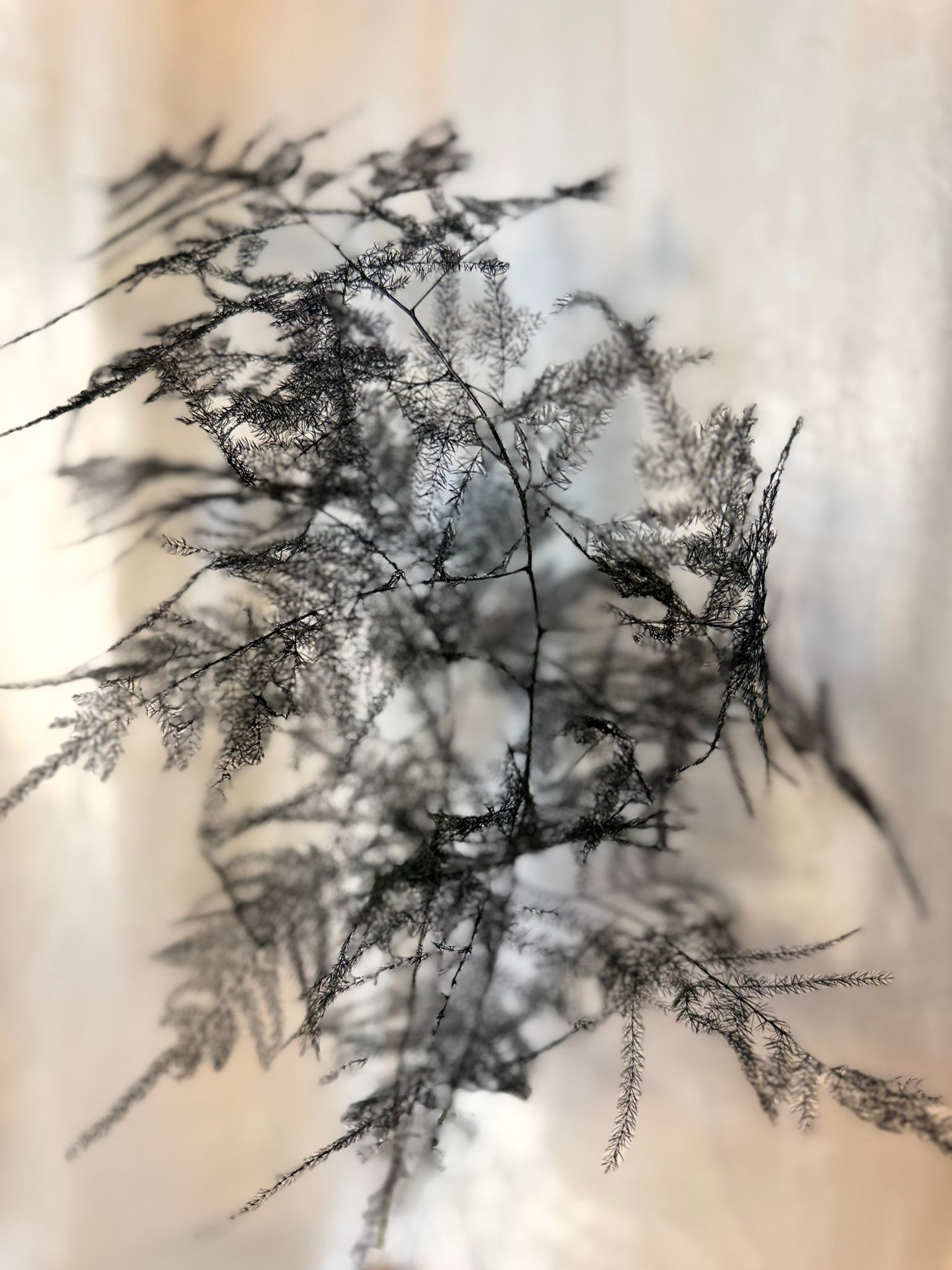 Asparagus Veren Negru