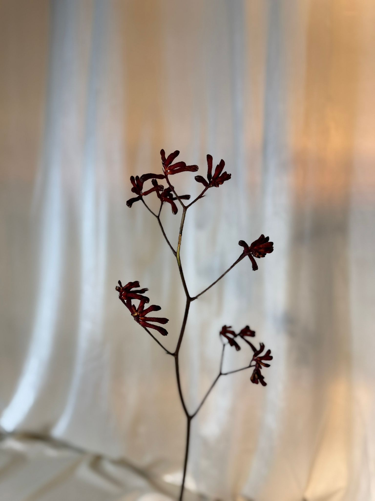 Anigozanthous Rosu inchis